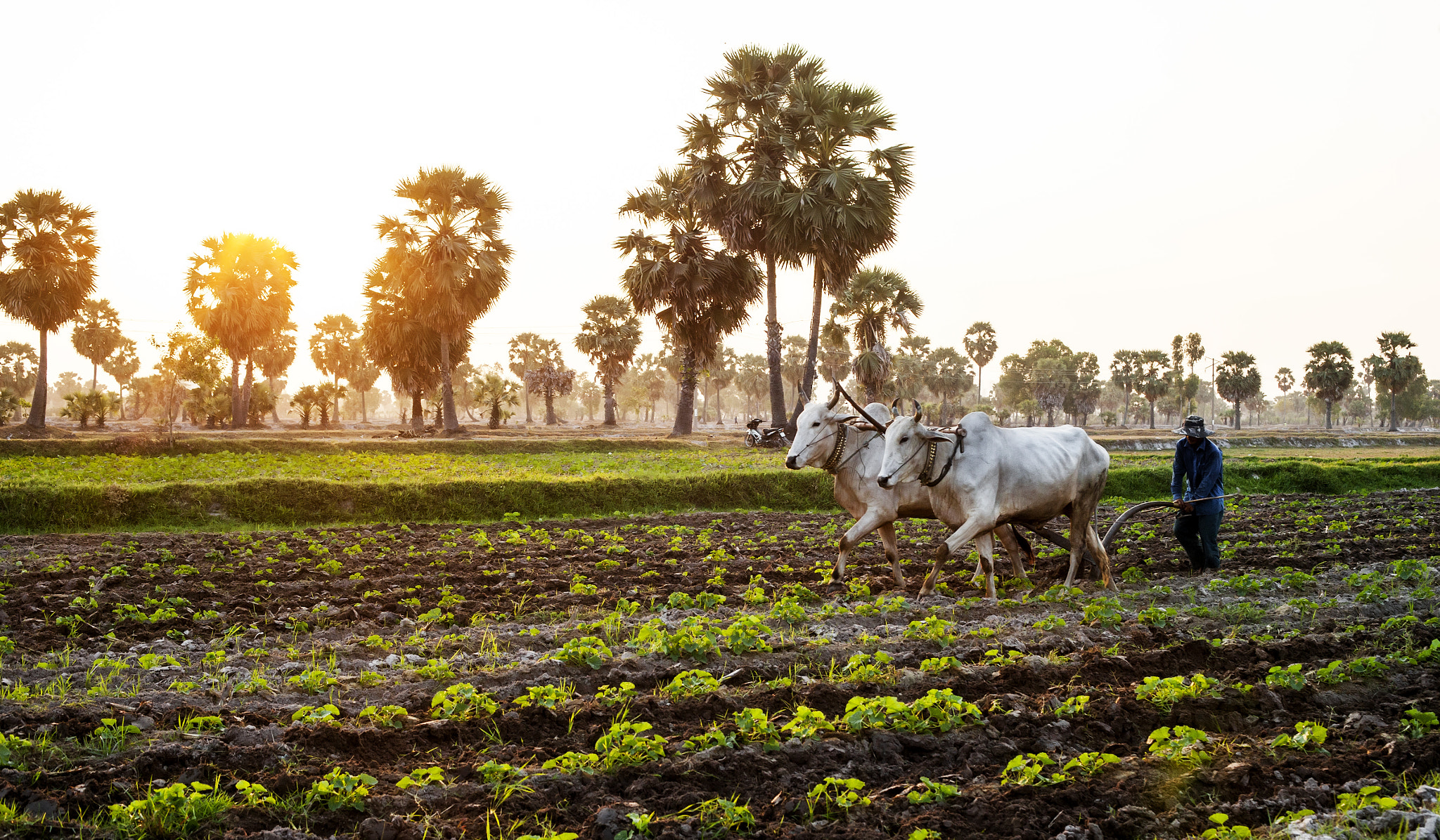 Canon EF 50mm F1.4 USM sample photo. Farmer on the field photography