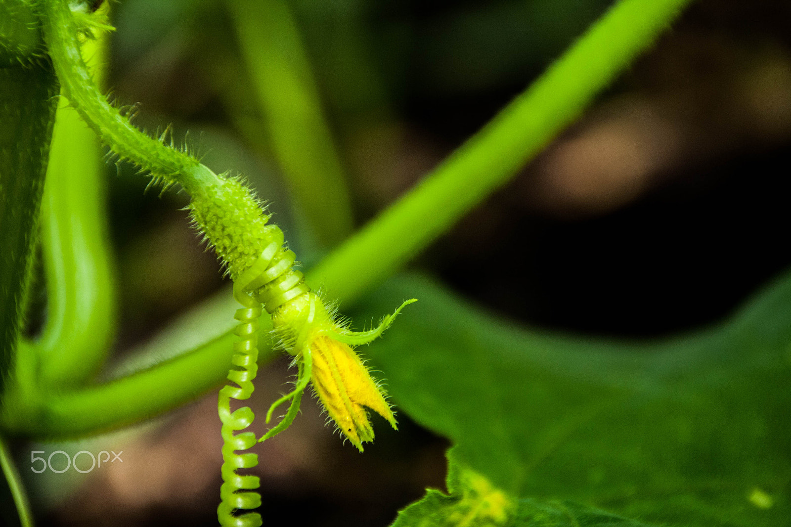 Canon EOS 1000D (EOS Digital Rebel XS / EOS Kiss F) sample photo. Growing cucumber in the garden photography