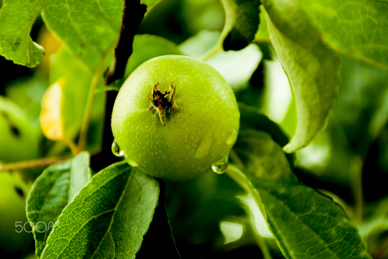 Canon EOS 1000D (EOS Digital Rebel XS / EOS Kiss F) sample photo. Green apples on a branch ready to be harvested, outdoors photography