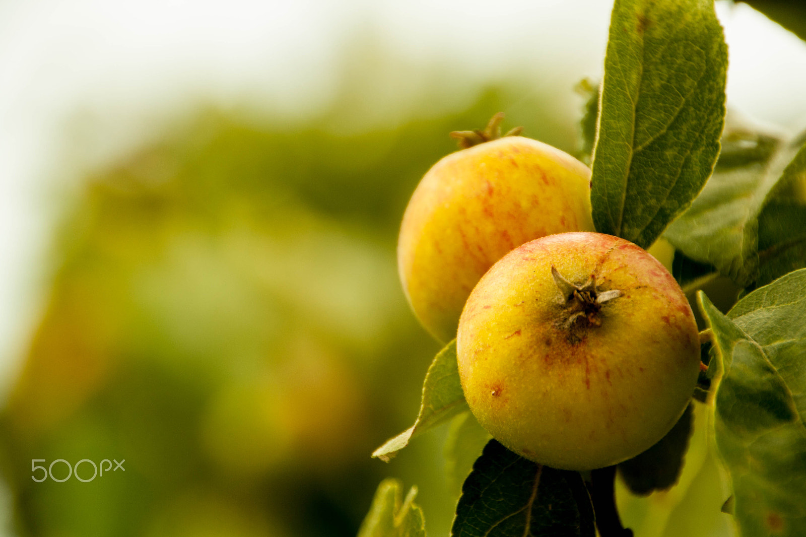 Canon EOS 1000D (EOS Digital Rebel XS / EOS Kiss F) sample photo. Apples on a branch ready to be harvested, outdoors photography