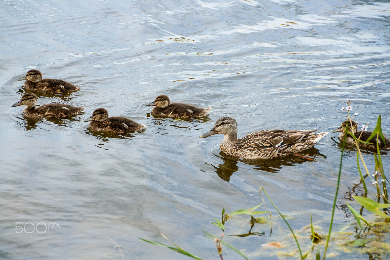Canon EOS 1000D (EOS Digital Rebel XS / EOS Kiss F) sample photo. Mother-duck and ducklings photography