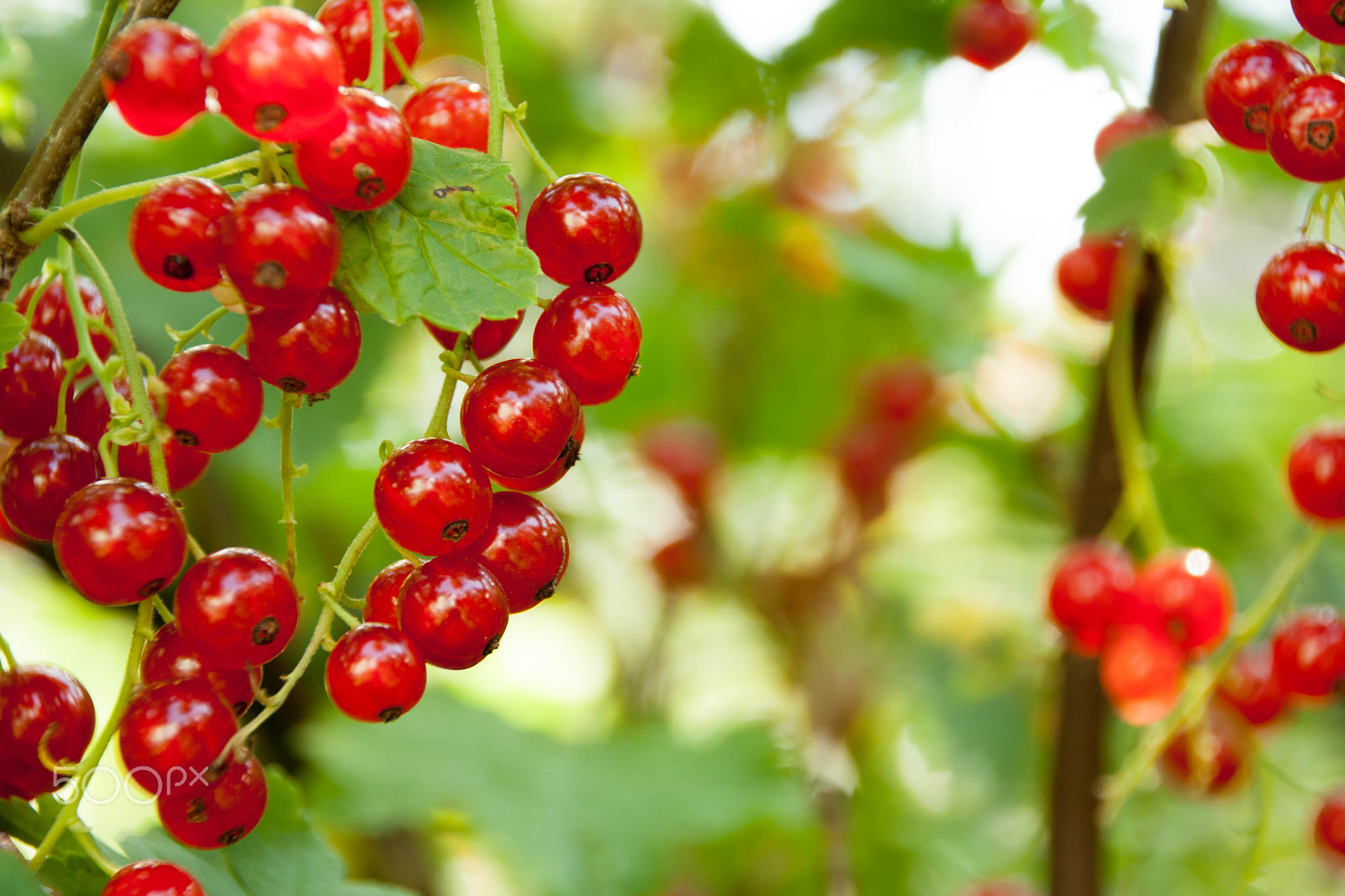 Canon EOS 1000D (EOS Digital Rebel XS / EOS Kiss F) sample photo. Red currants in the garden photography