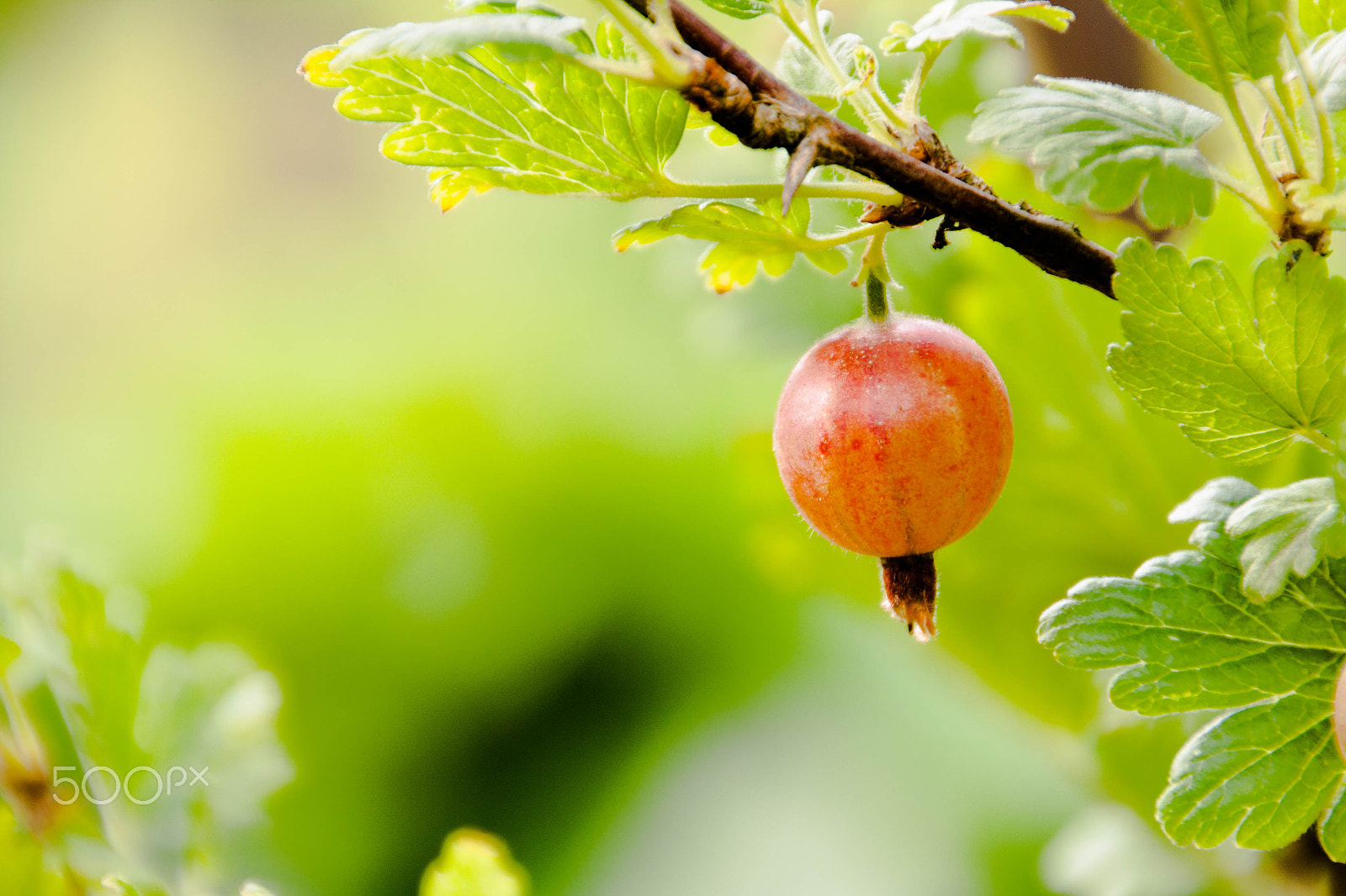Canon EOS 1000D (EOS Digital Rebel XS / EOS Kiss F) sample photo. Grows ripe gooseberries on a branch photography