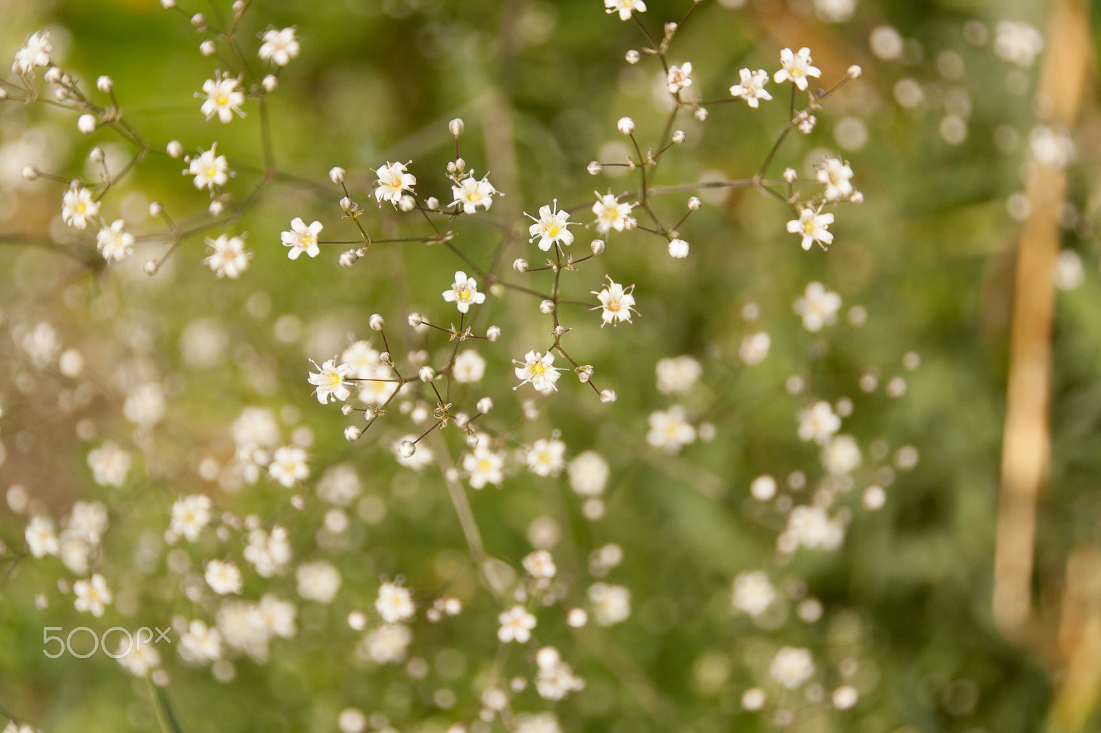 Canon EOS 1000D (EOS Digital Rebel XS / EOS Kiss F) sample photo. Many white small  flowers in top view of meadow photography
