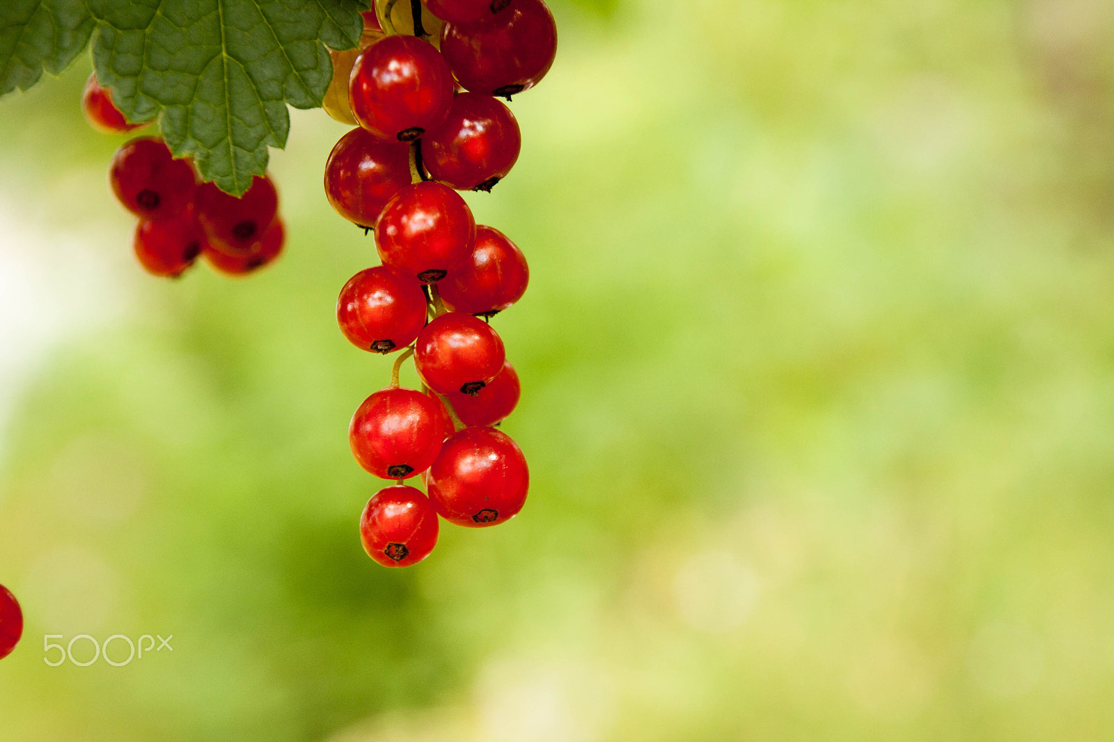Canon EOS 1000D (EOS Digital Rebel XS / EOS Kiss F) sample photo. Redcurrants photography