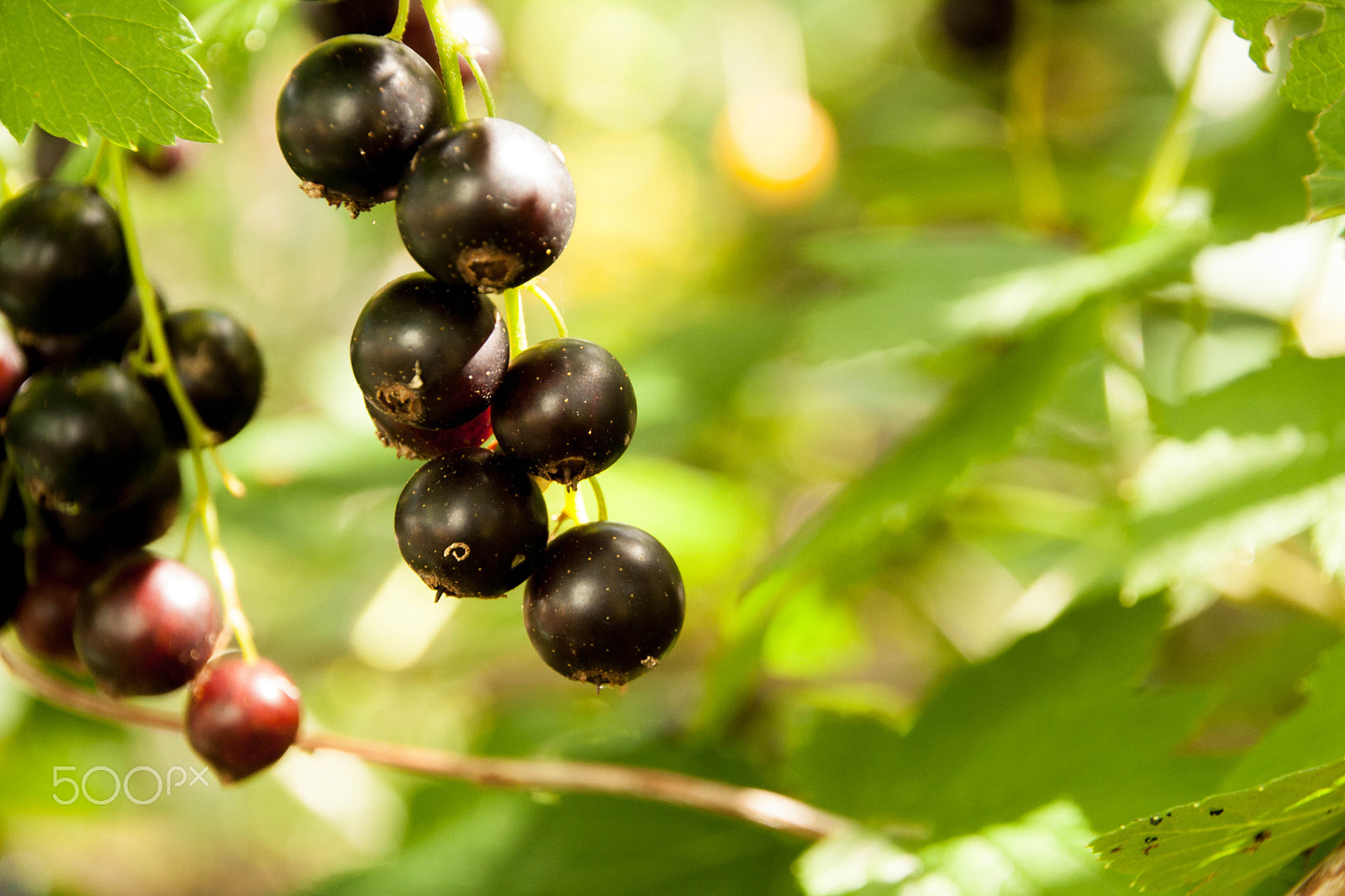 Canon EOS 1000D (EOS Digital Rebel XS / EOS Kiss F) sample photo. Blackcurrant in the garden photography