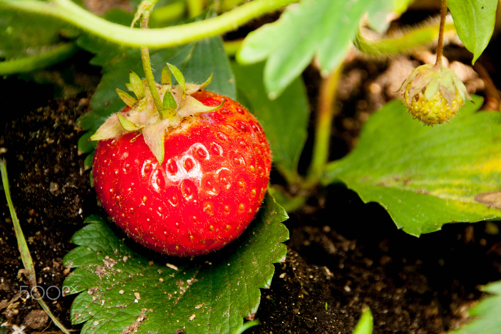 Canon EOS 1000D (EOS Digital Rebel XS / EOS Kiss F) sample photo. Red ripe strawberries in the garden photography