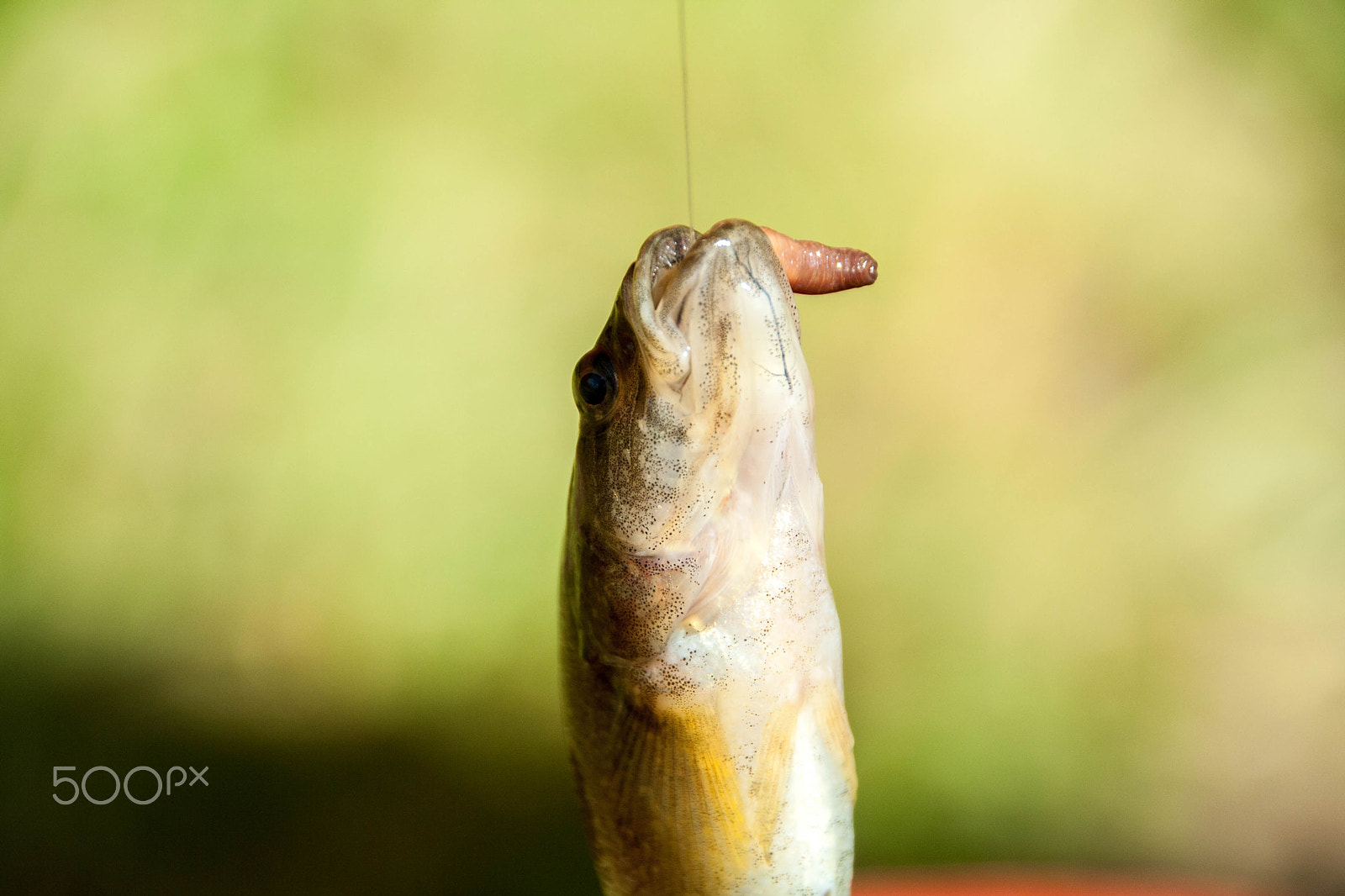 Canon EOS 1000D (EOS Digital Rebel XS / EOS Kiss F) sample photo. Fish on a hook photography