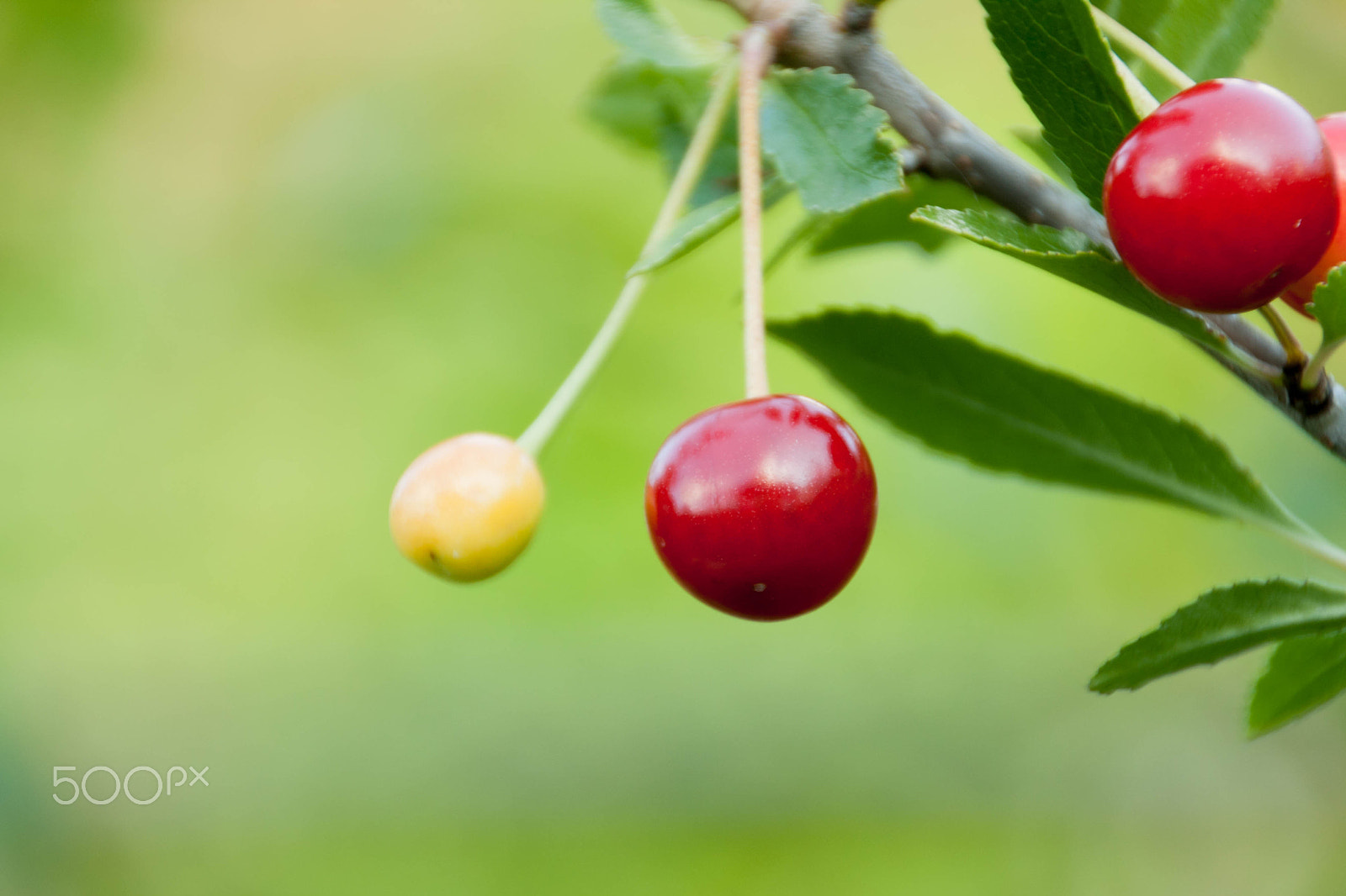 Canon EOS 1000D (EOS Digital Rebel XS / EOS Kiss F) sample photo. Cherries on the branch photography