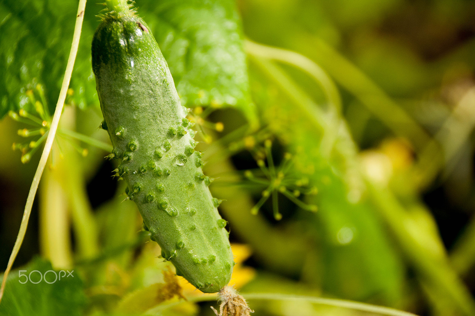 Canon EOS 1000D (EOS Digital Rebel XS / EOS Kiss F) sample photo. Growing cucumber in the garden photography