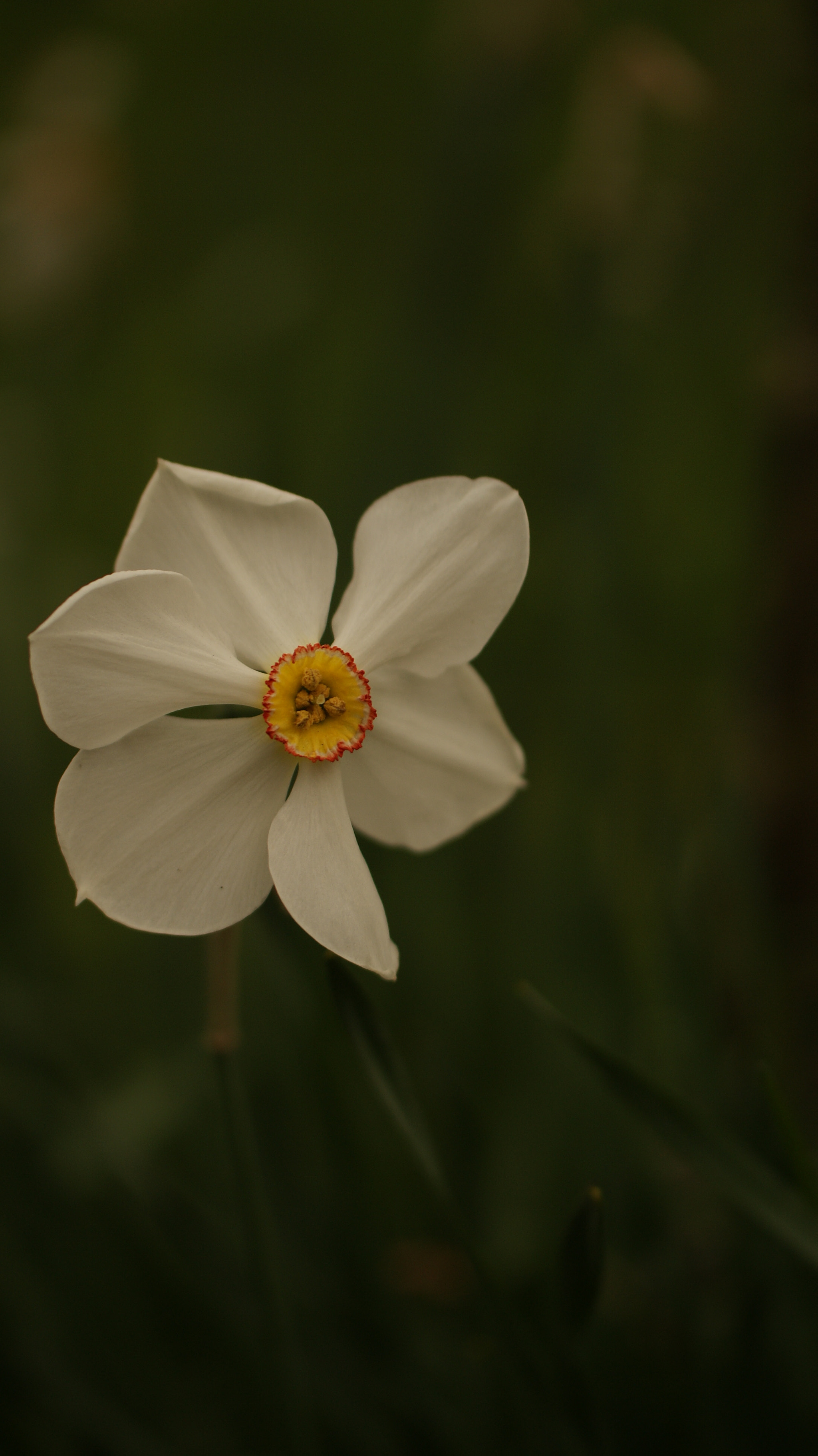 Sony Alpha DSLR-A200 + Tamron SP AF 60mm F2 Di II LD IF Macro sample photo. White narcis photography