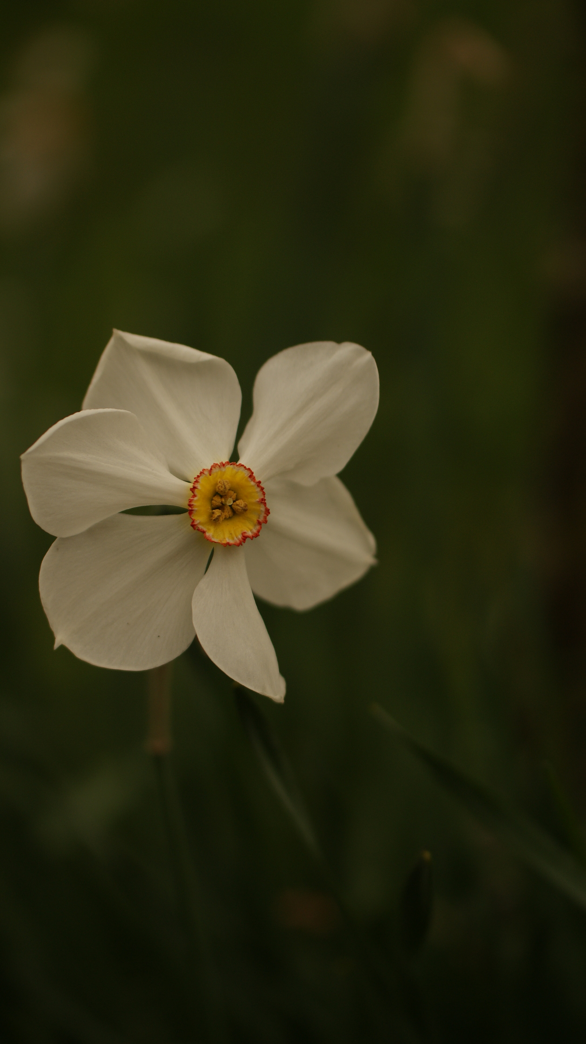 Sony Alpha DSLR-A200 sample photo. White narcis photography