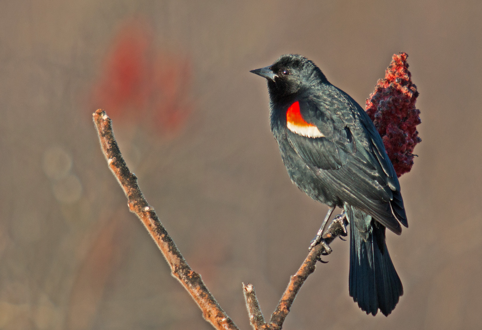 Canon EOS 70D + Canon EF 70-200mm F2.8L USM sample photo. Red-winged blackbird photography
