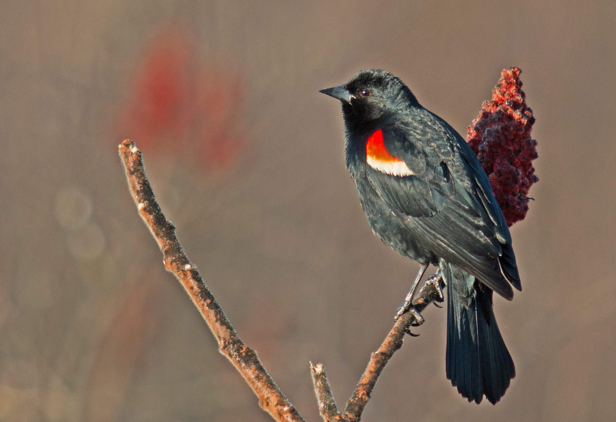 Canon EF 70-200mm F2.8L USM sample photo. Red-winged blackbird photography