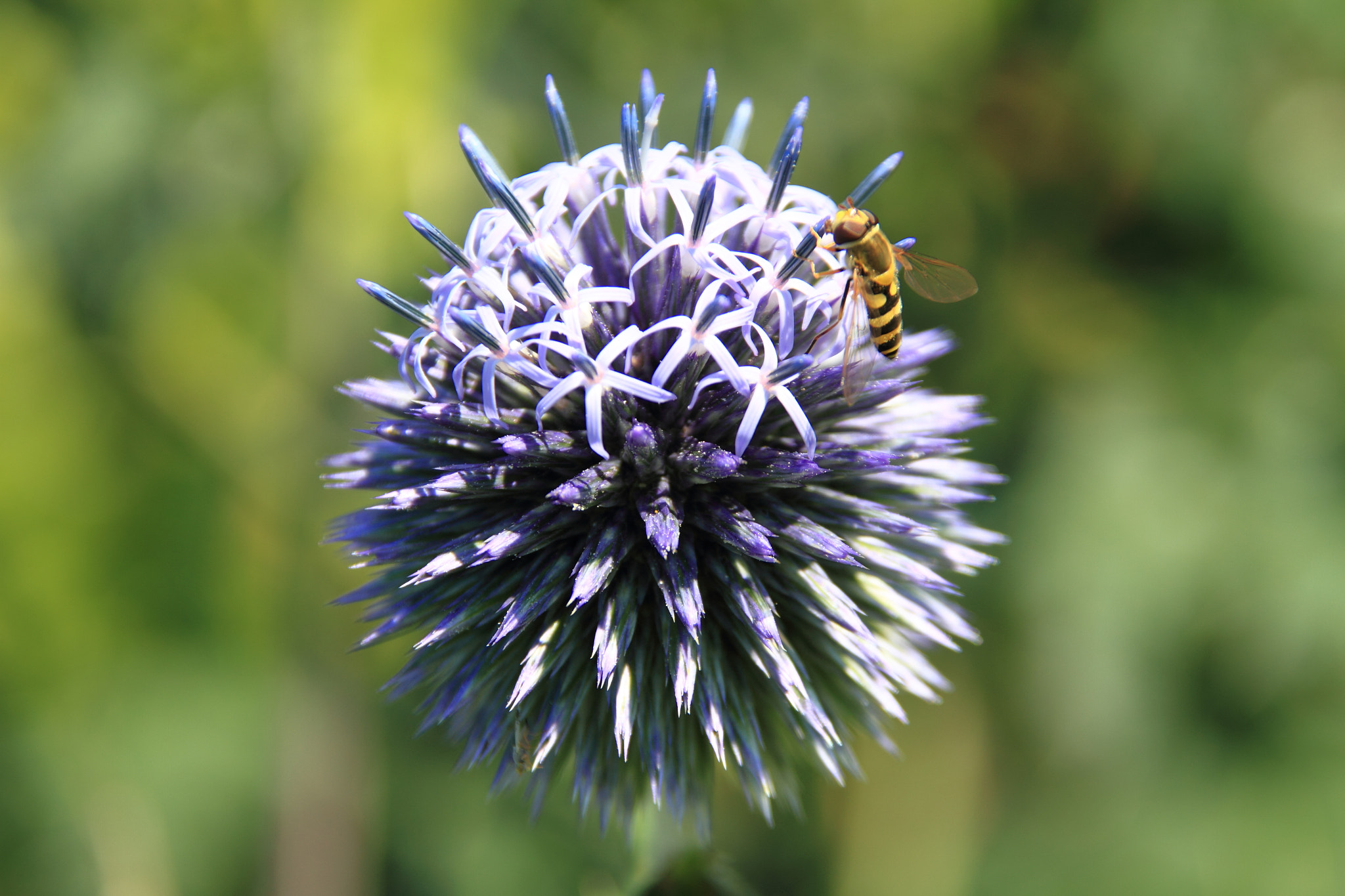 Canon EOS 7D + Canon 18-200mm sample photo. Flower photography