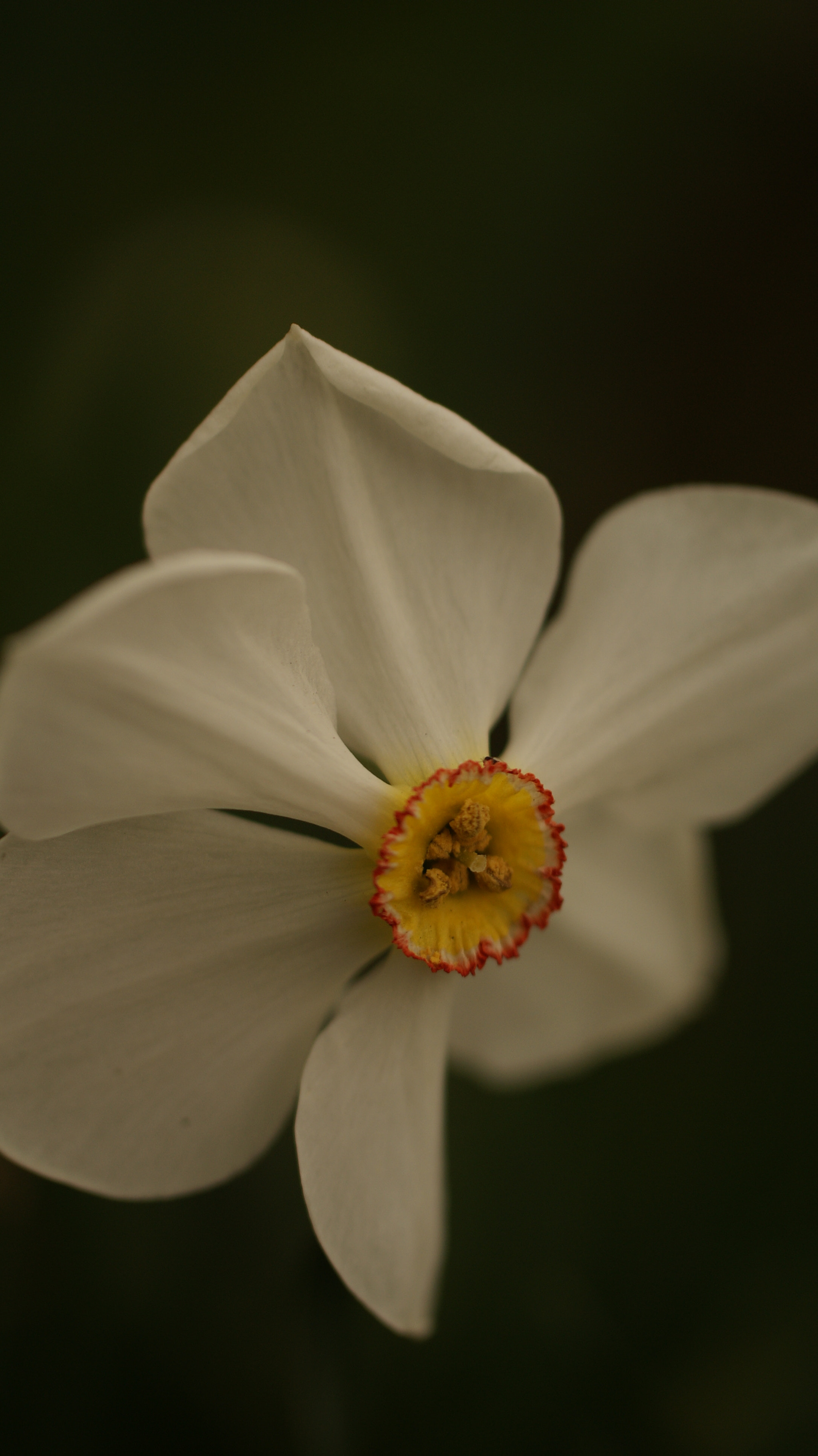 Sony Alpha DSLR-A200 sample photo. White narcis macro photography