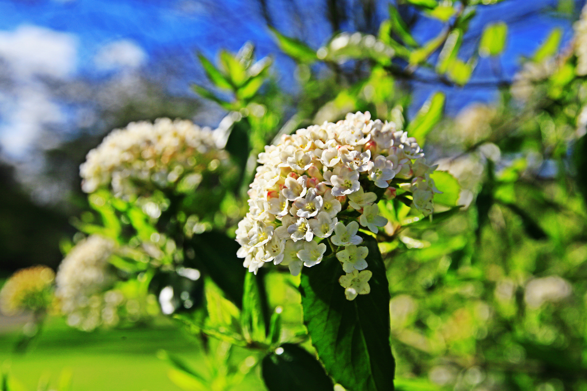 Sigma 24-60mm f/2.8 EX DG sample photo. Flower photography