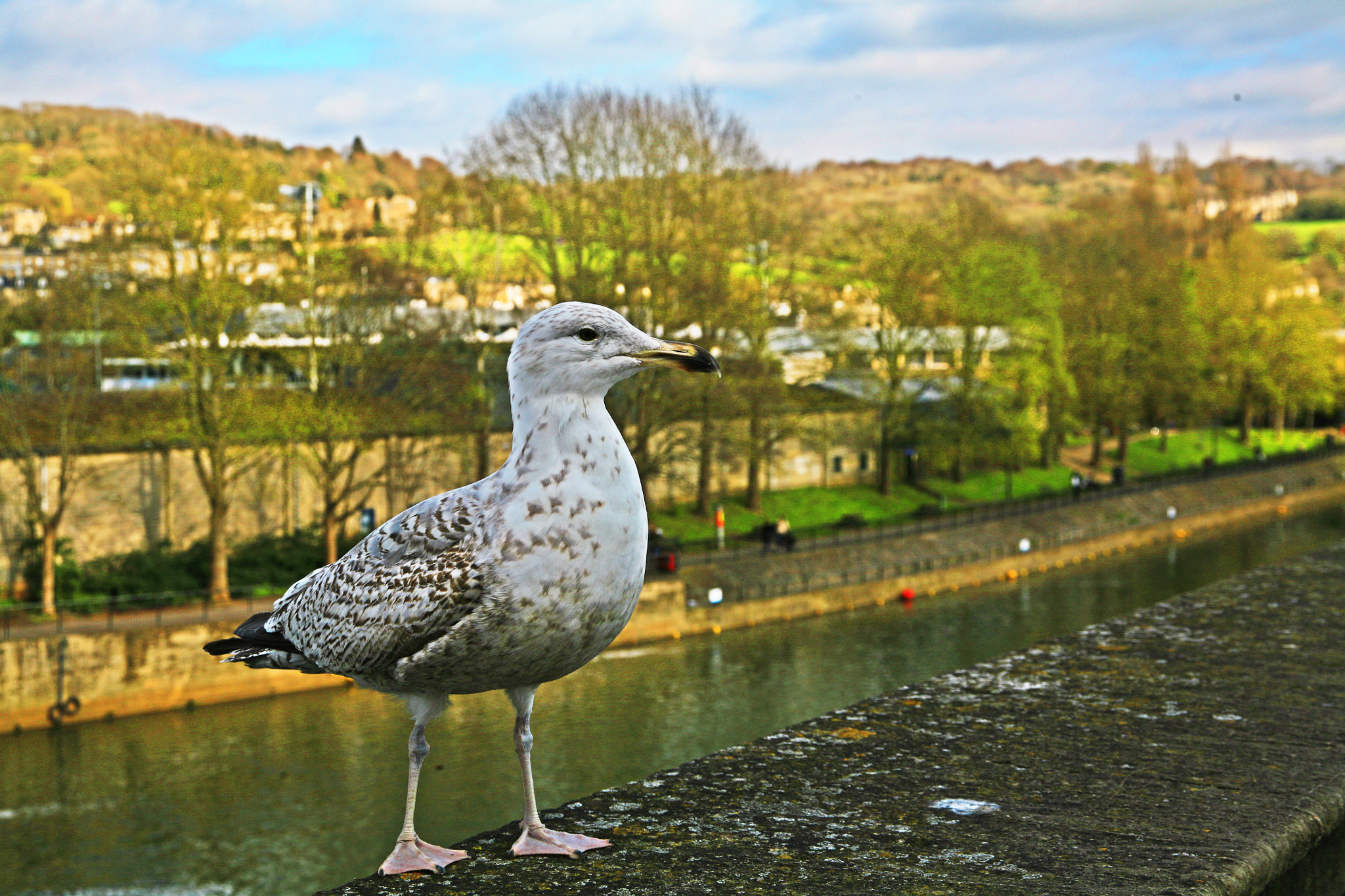 Sigma 24-60mm f/2.8 EX DG sample photo. Bird photography