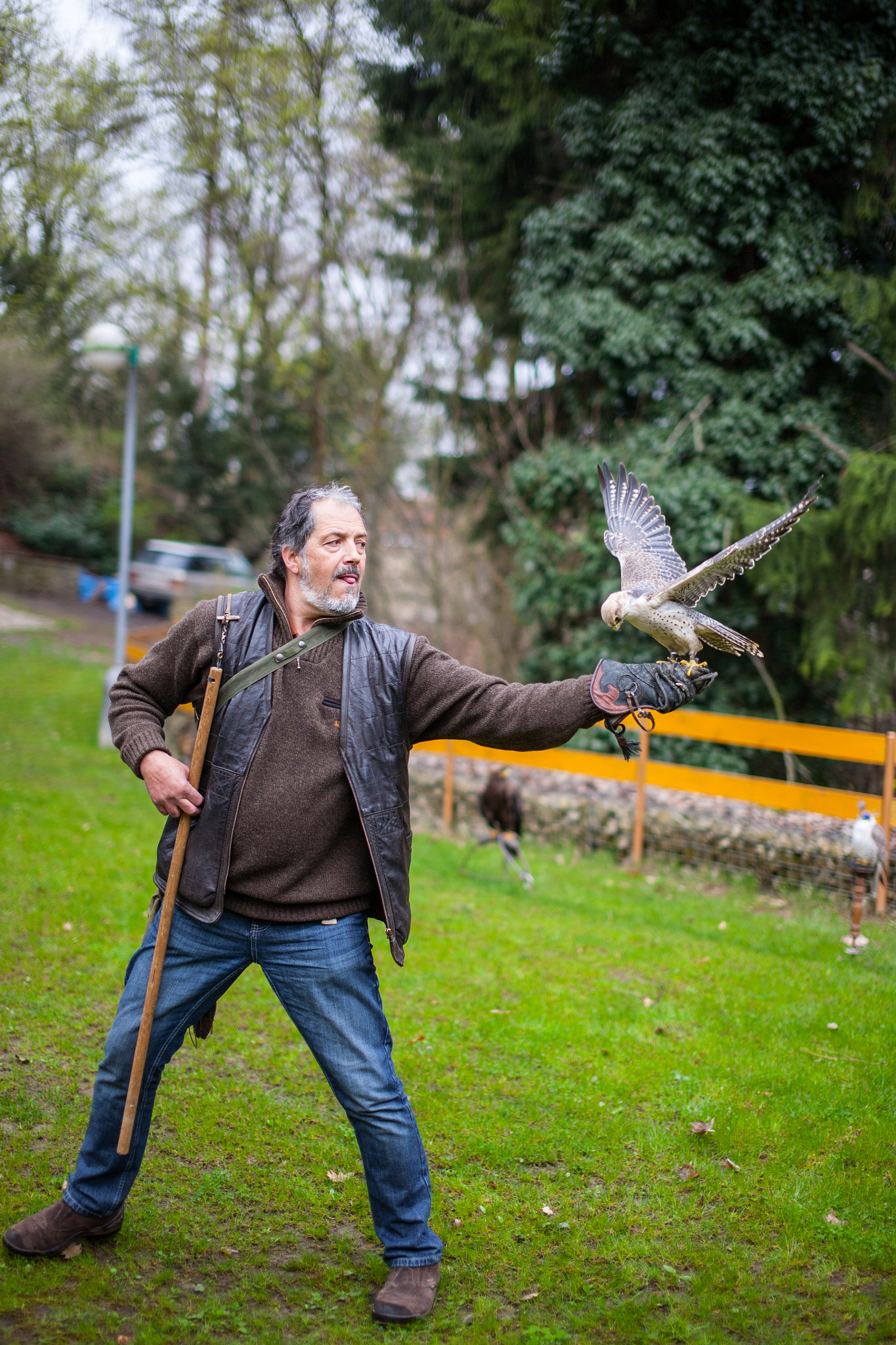 Canon EOS 5D + Sigma 50mm F1.4 EX DG HSM sample photo. Falconer photography