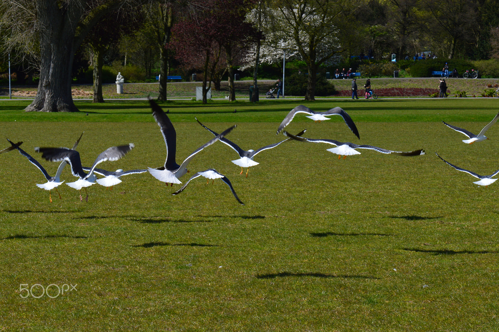 Nikon AF-S DX Micro-Nikkor 85mm F3.5G ED VR sample photo. Low flying photography