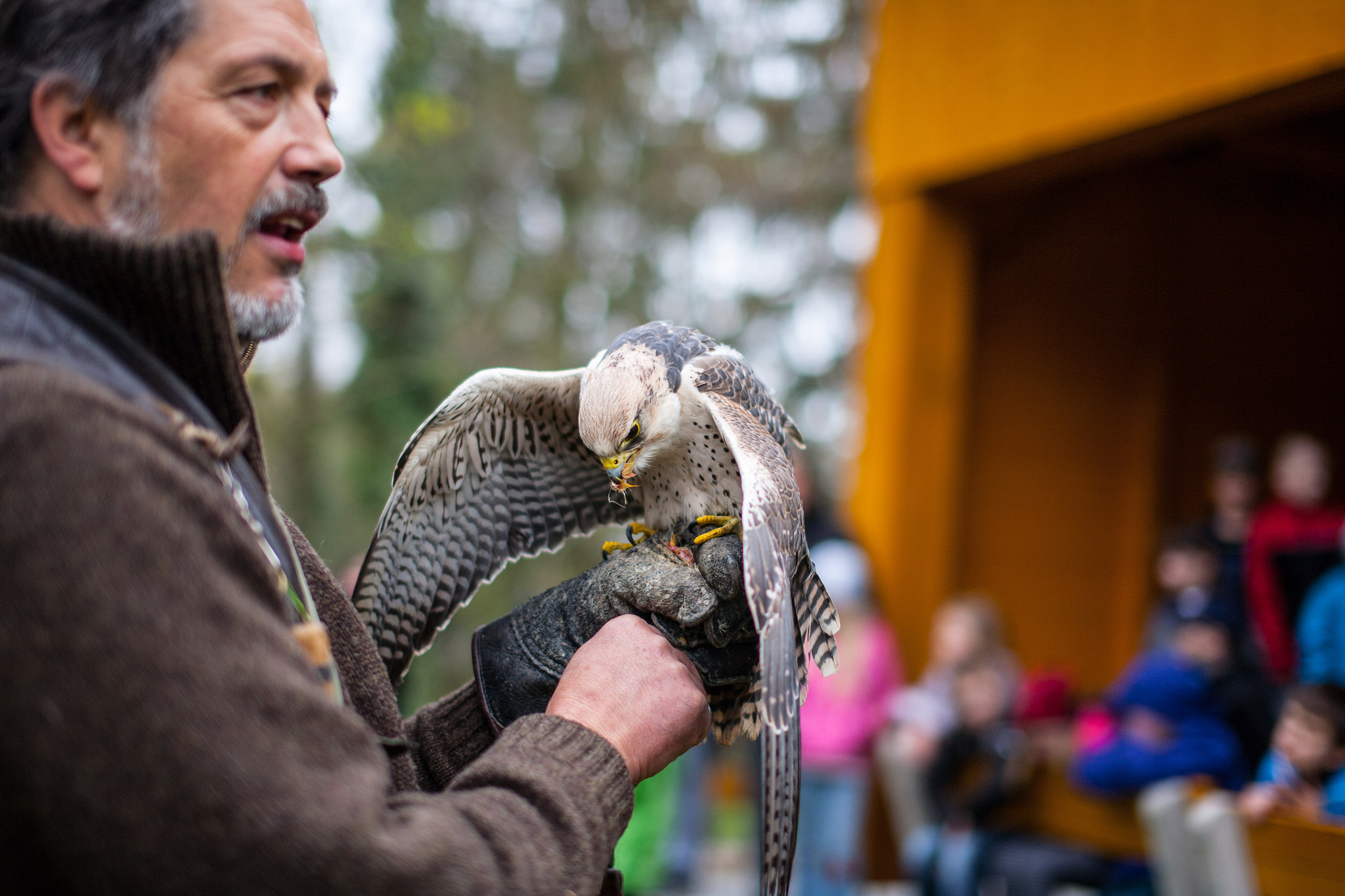 Canon EOS 5D + Sigma 50mm F1.4 EX DG HSM sample photo. Falconer photography