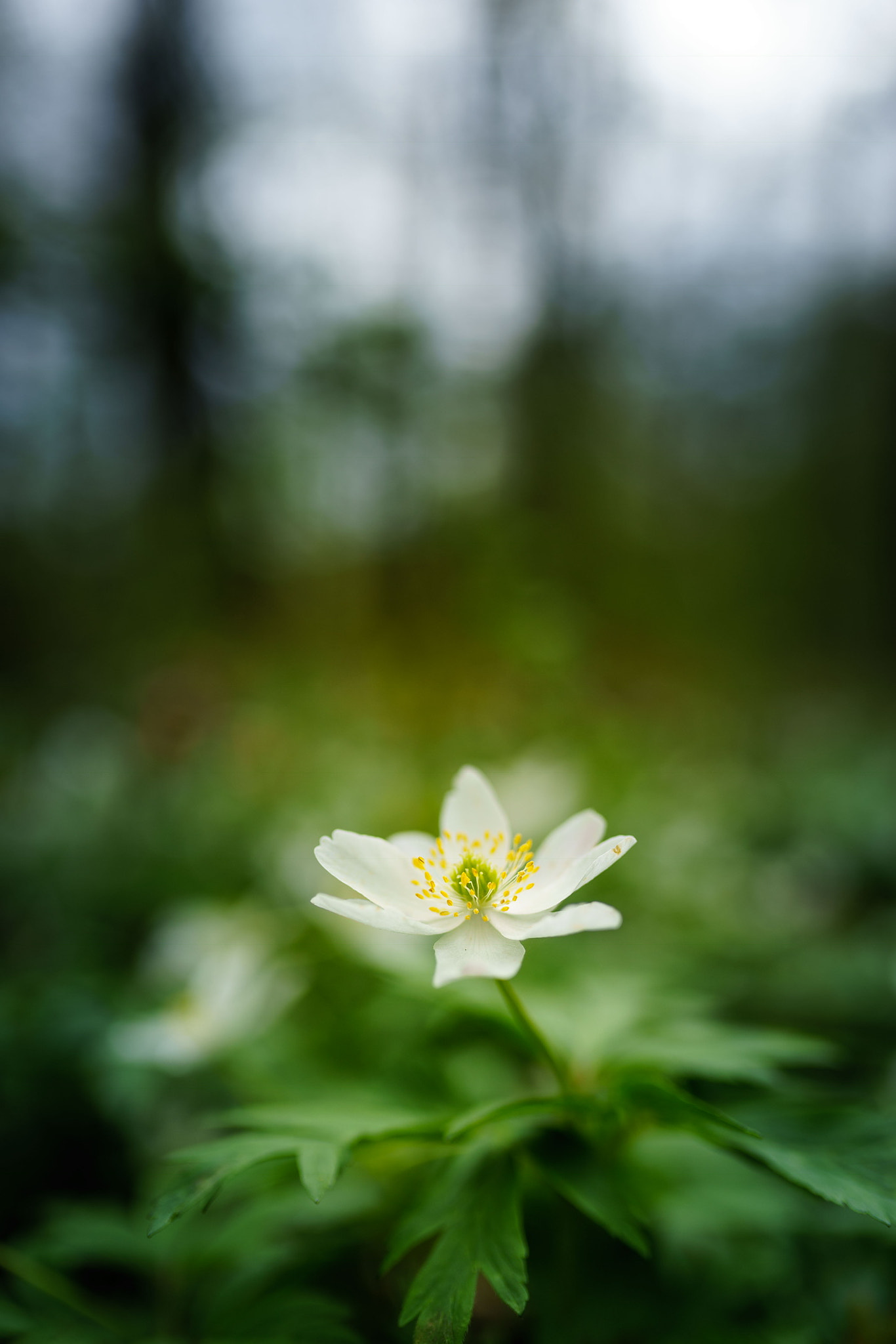 Sony a7 II + Sigma 35mm F1.4 DG HSM Art sample photo. Green and white photography