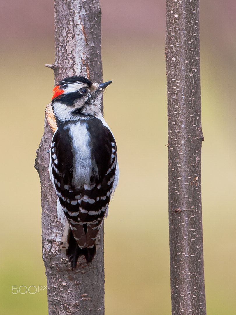 Canon EOS 40D + Canon EF 500mm F4L IS USM sample photo. Downy woodpecker photography