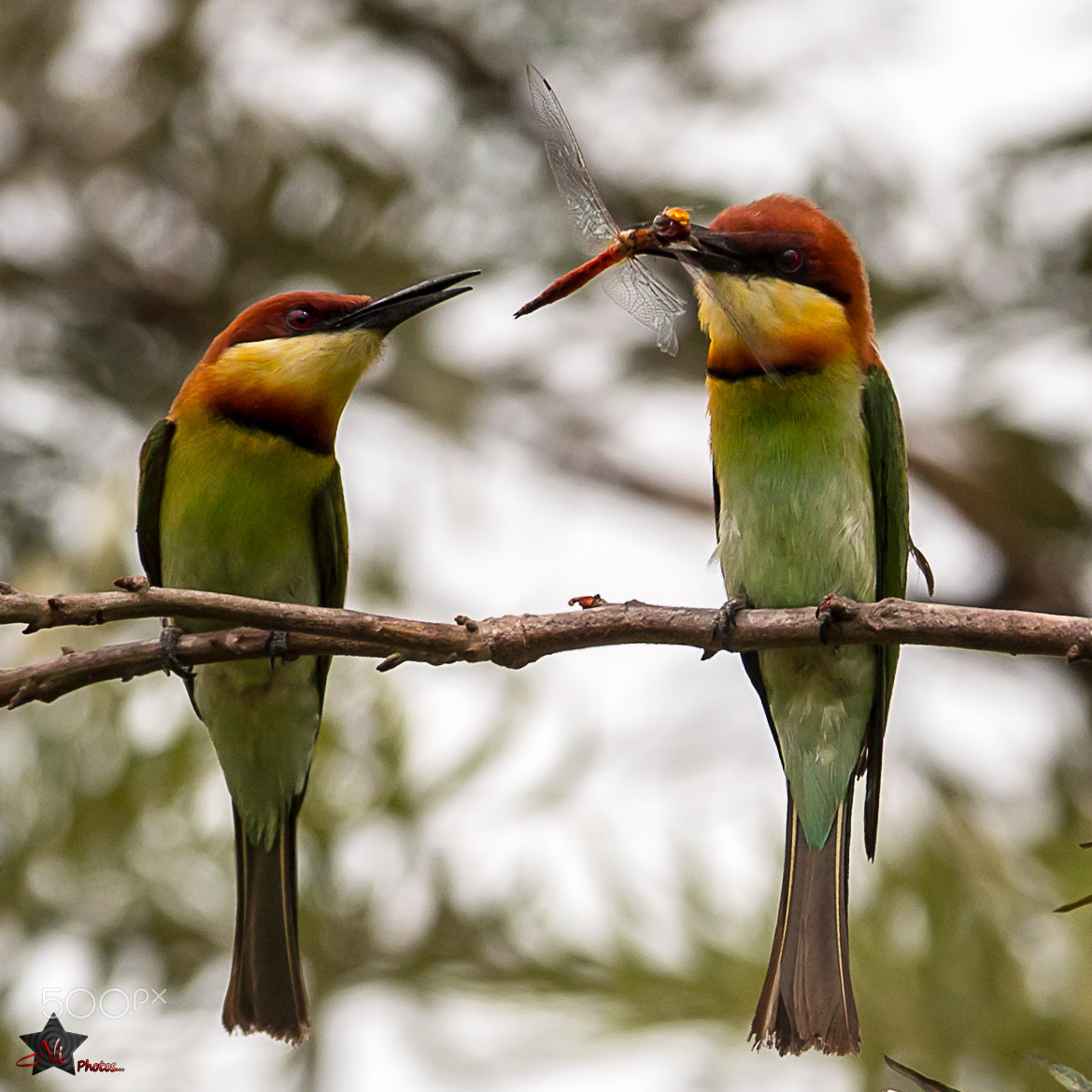 Nikon D5 sample photo. Chestnut-headed bee-eater_psn7973.jpg photography