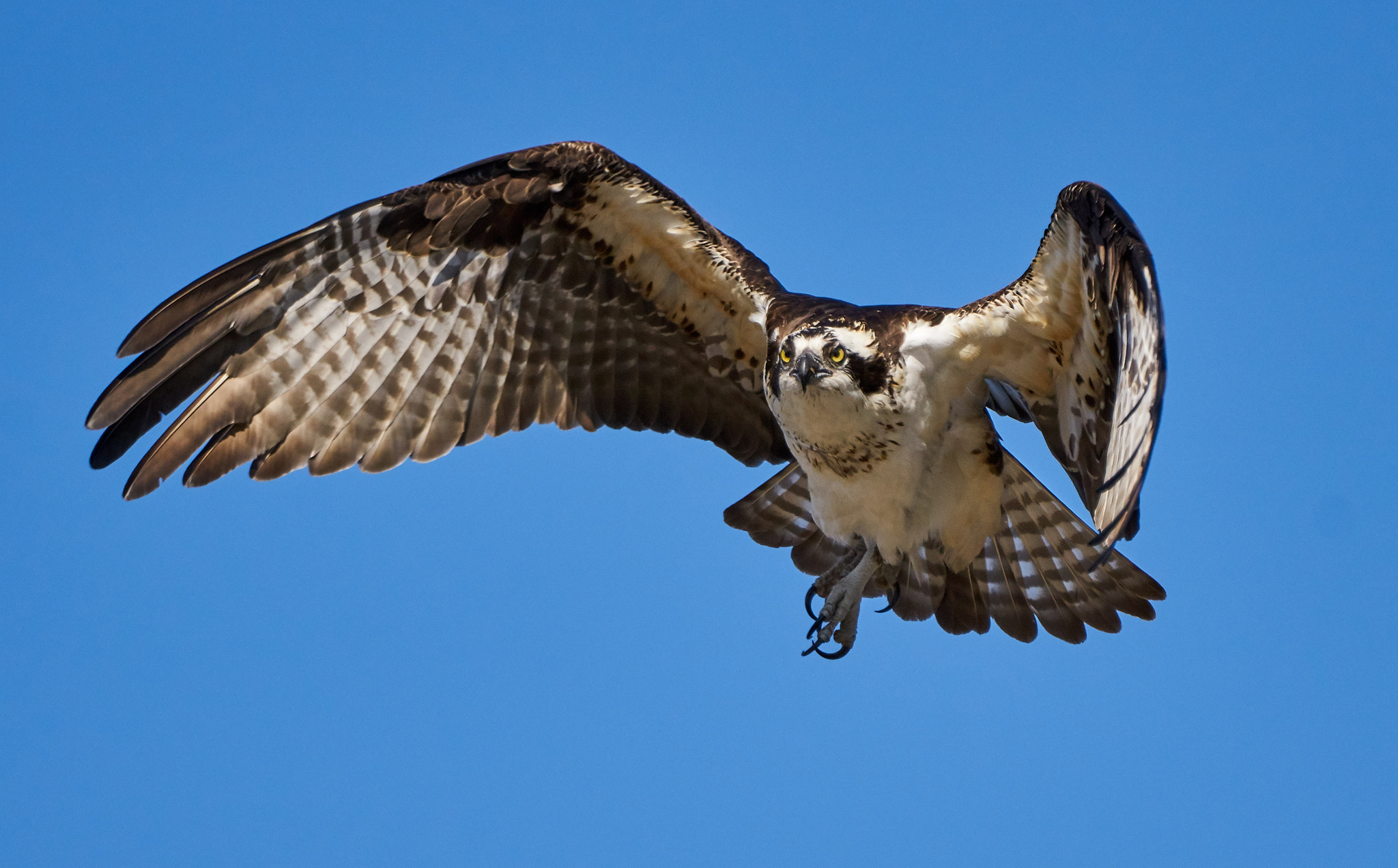 Sony ILCA-77M2 + Sony 70-400mm F4-5.6 G SSM II sample photo. Osprey photography
