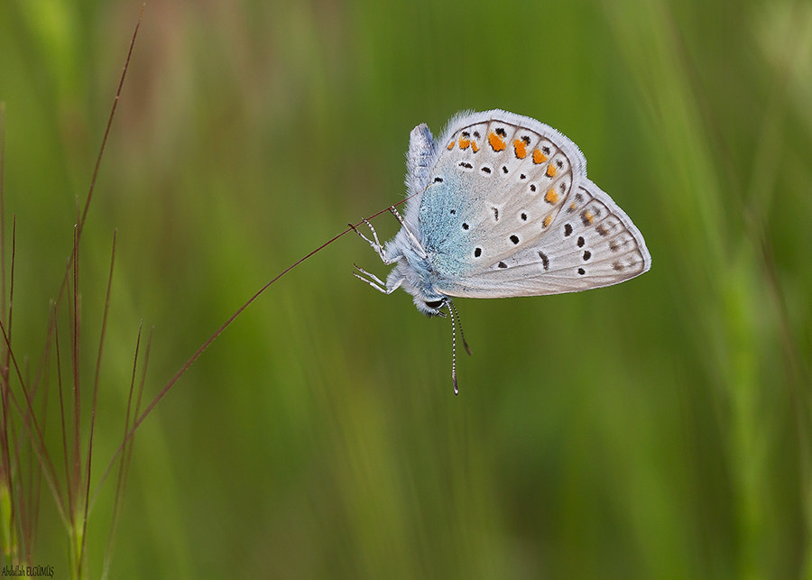 Canon EF 100mm F2.8 Macro USM sample photo. Çokgözlü mavi / polyommatus icarus photography