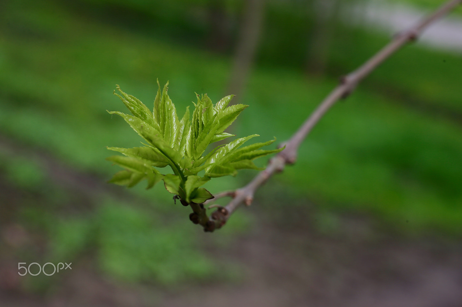 Canon EF 24-70mm F4L IS USM sample photo. Весна-Красна photography