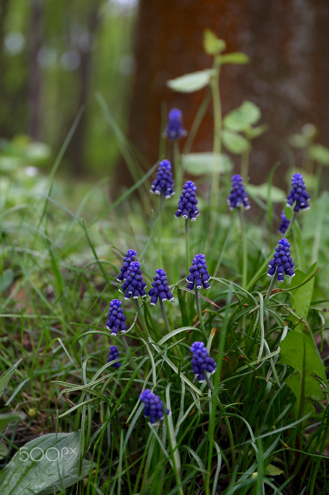 Canon EF 24-70mm F4L IS USM sample photo. Нежность photography