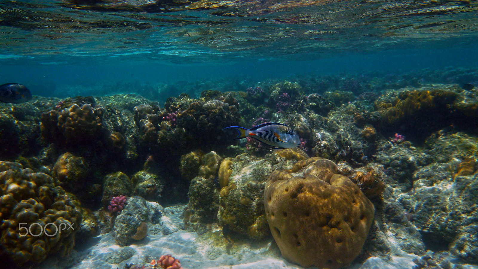 Panasonic DMC-FT3 sample photo. Sanganeb coral reef photography