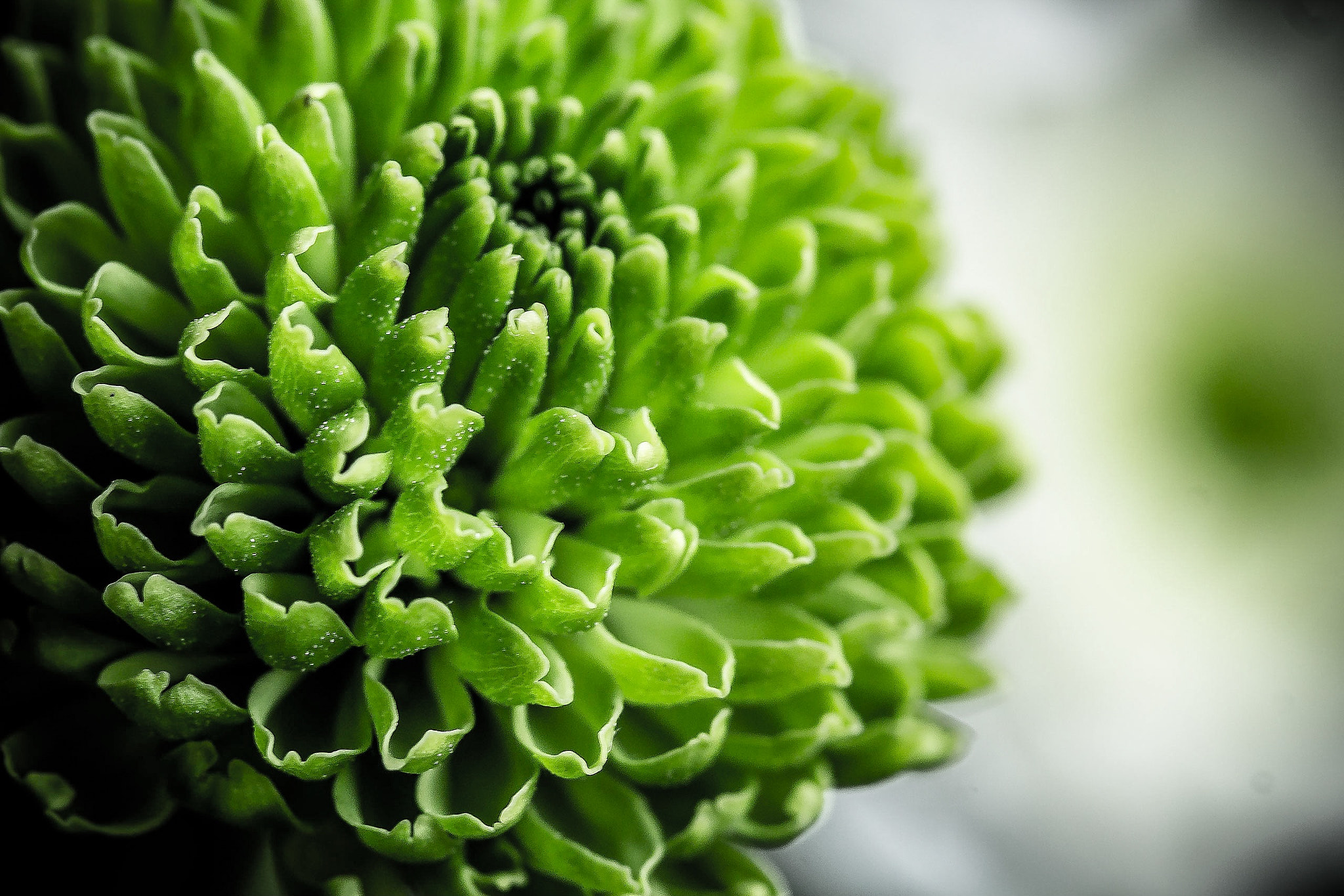 Canon EF-S 60mm F2.8 Macro USM sample photo