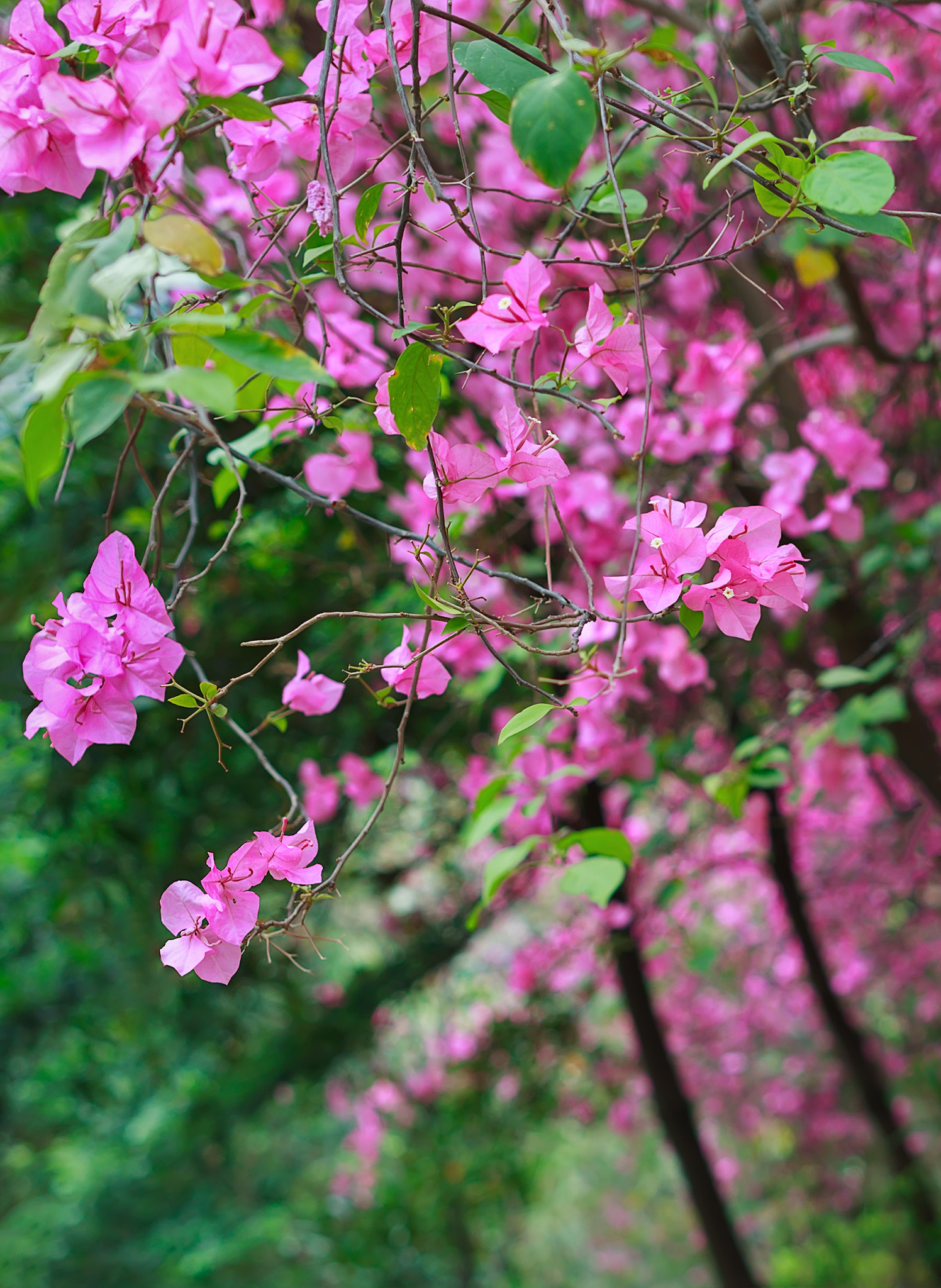 ZEISS Otus 28mm F1.4 sample photo. _dsc6905.jpg photography