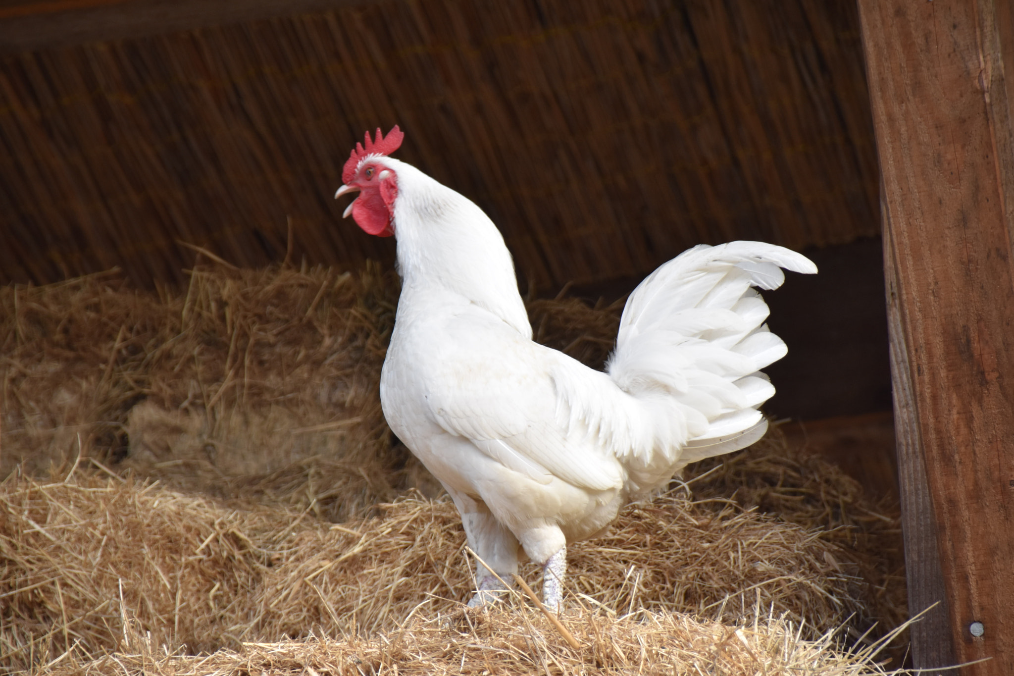 Sigma 18-250mm F3.5-6.3 DC Macro OS HSM sample photo. Rooster photography