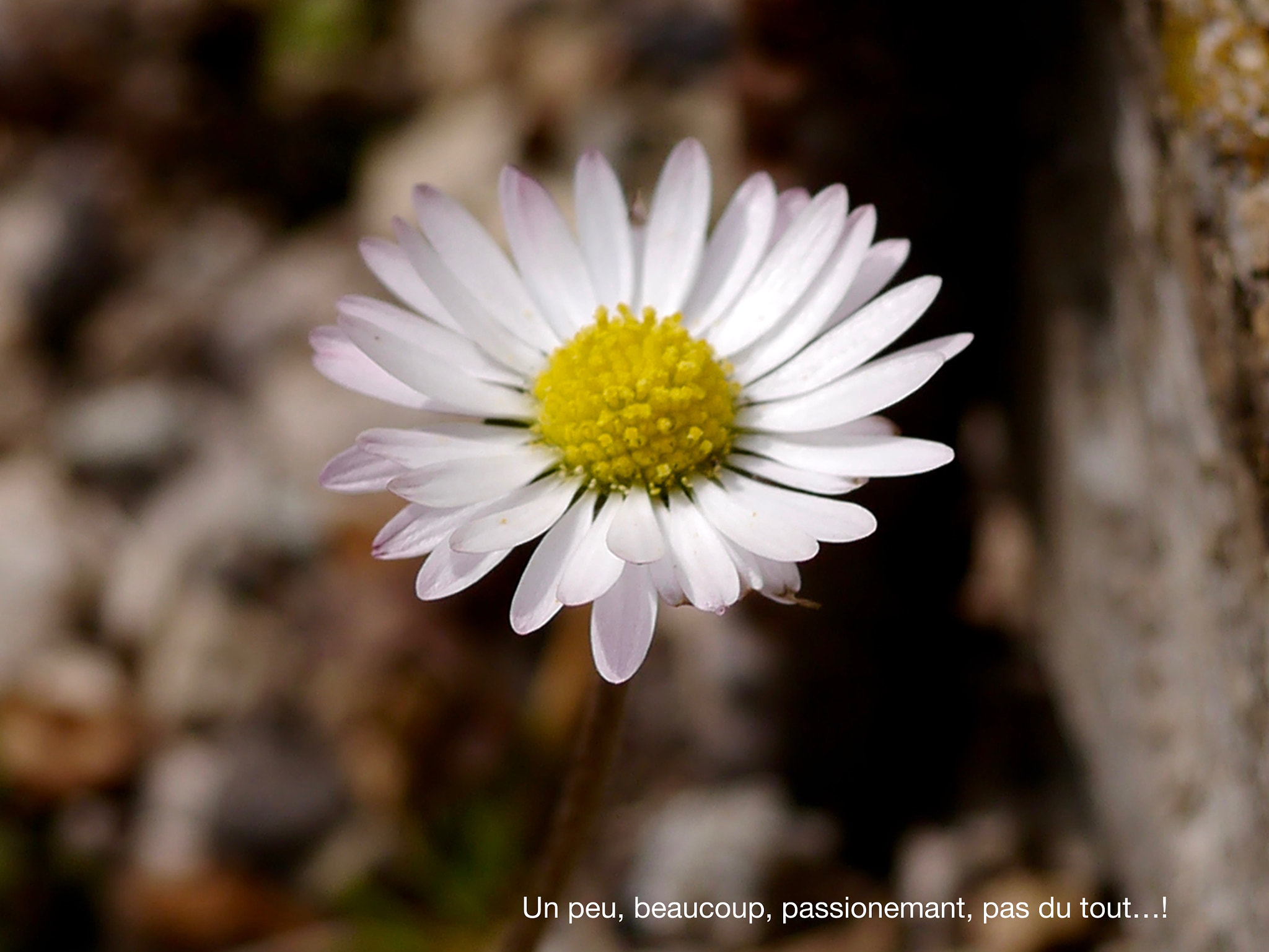 Panasonic Lumix DMC-GX1 + Panasonic Lumix G Macro 30mm F2.8 ASPH Mega OIS sample photo. Un peu, beaucoup... photography