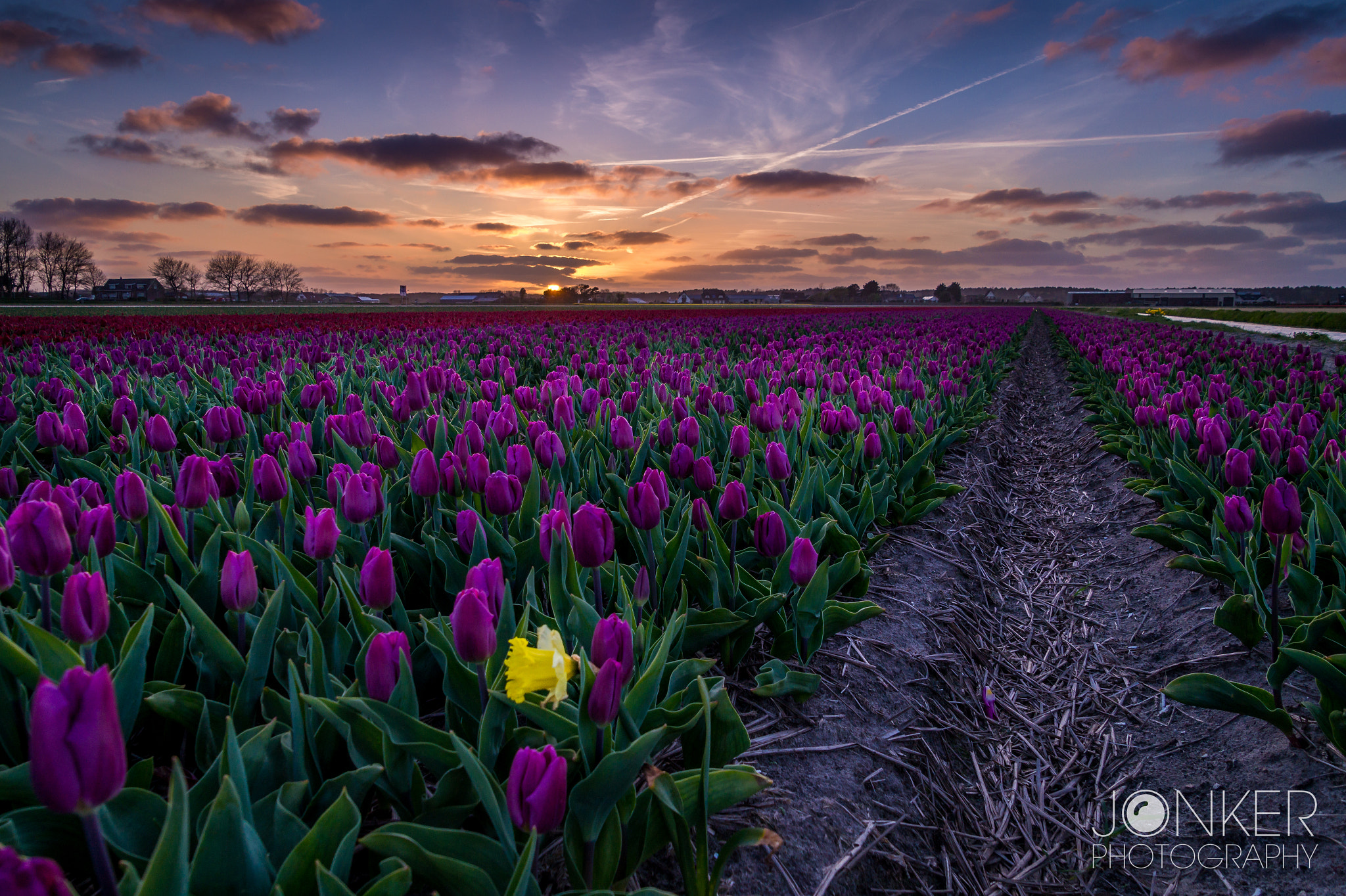 Tamron 18-270mm F3.5-6.3 Di II PZD sample photo. Bloom where you are planted photography