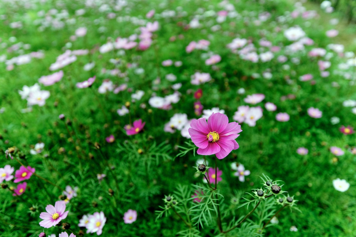 Sony a99 II + Sony Vario-Sonnar T* 16-35mm F2.8 ZA SSM sample photo. Flowers bloom photography