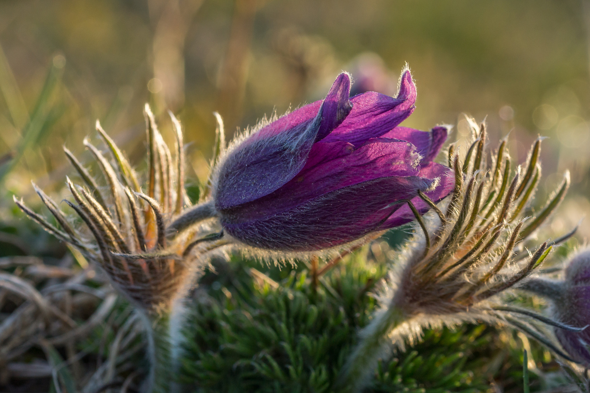 Sony SLT-A77 + 105mm F2.8 sample photo. Anemone pulsatilla iii photography