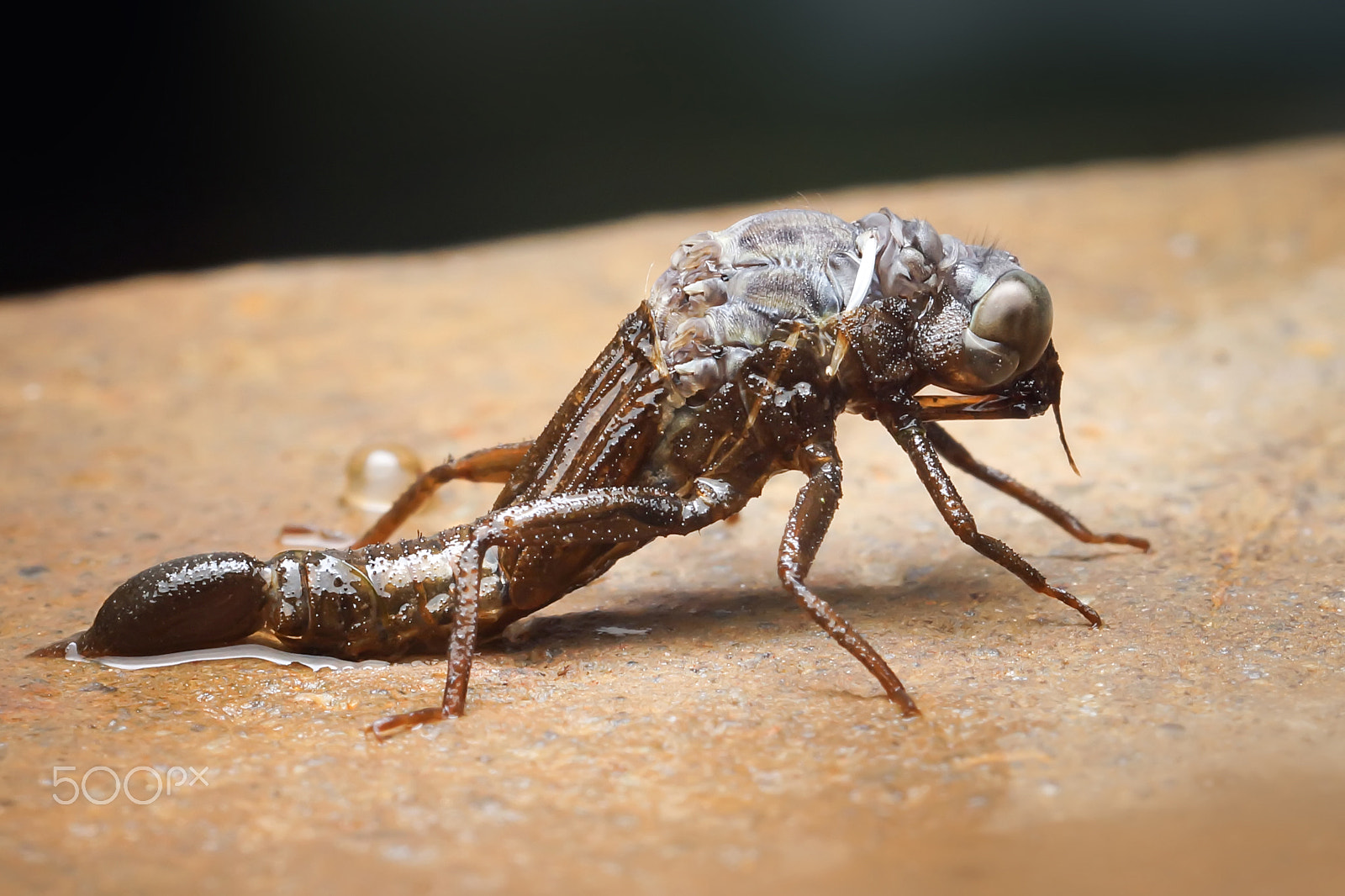 Sony SLT-A65 (SLT-A65V) + MACRO 50mm F2.8 sample photo. Dragonfly molt photography