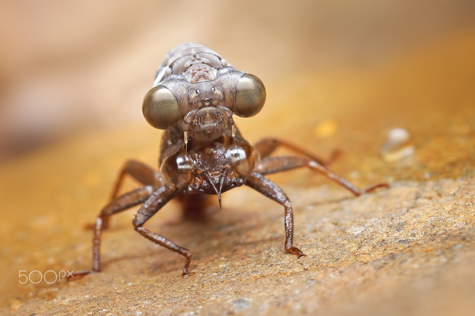 Sony SLT-A65 (SLT-A65V) + MACRO 50mm F2.8 sample photo. Dragonfly molt photography