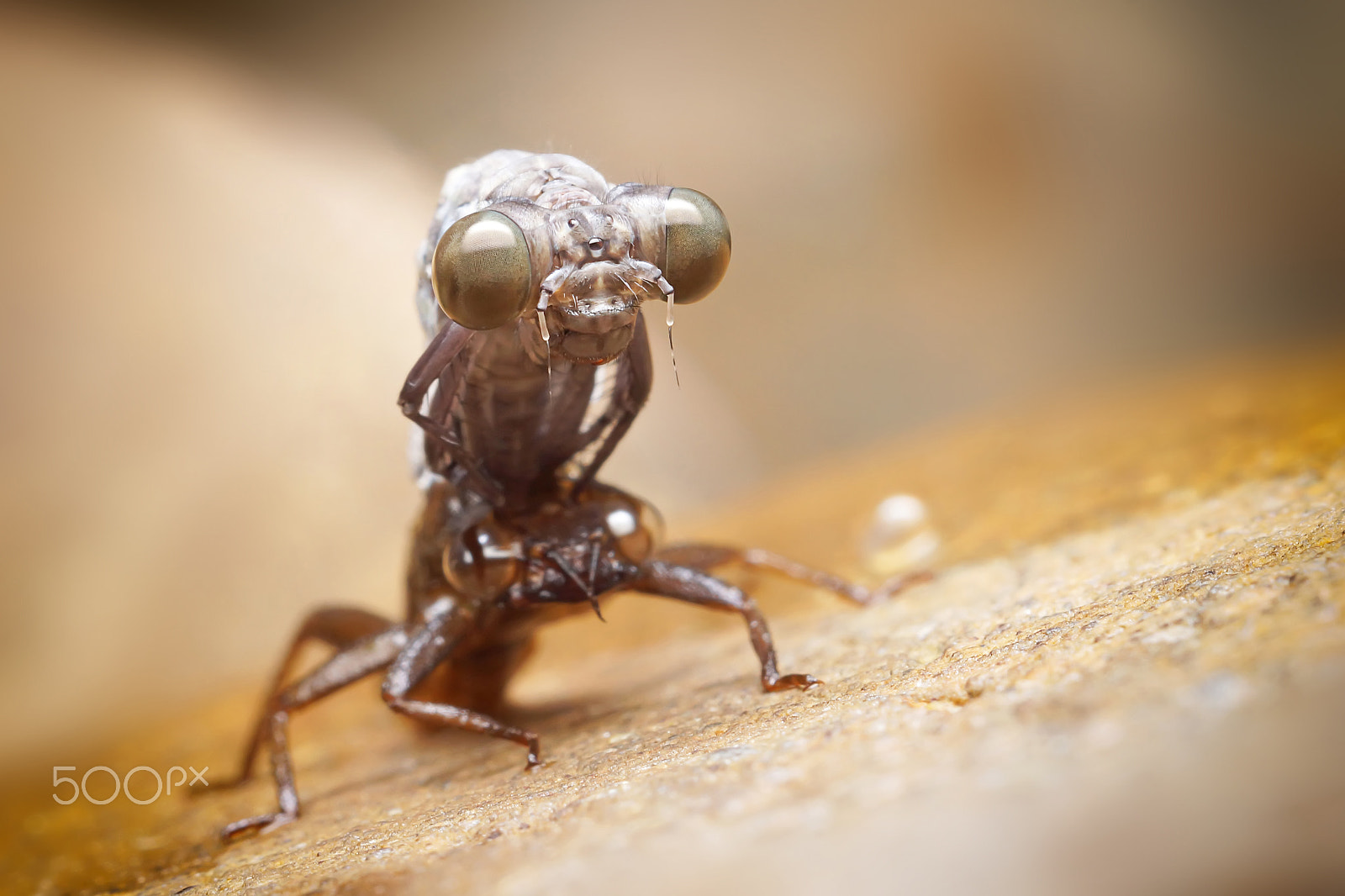 Sony SLT-A65 (SLT-A65V) + MACRO 50mm F2.8 sample photo. Dragonfly molt photography