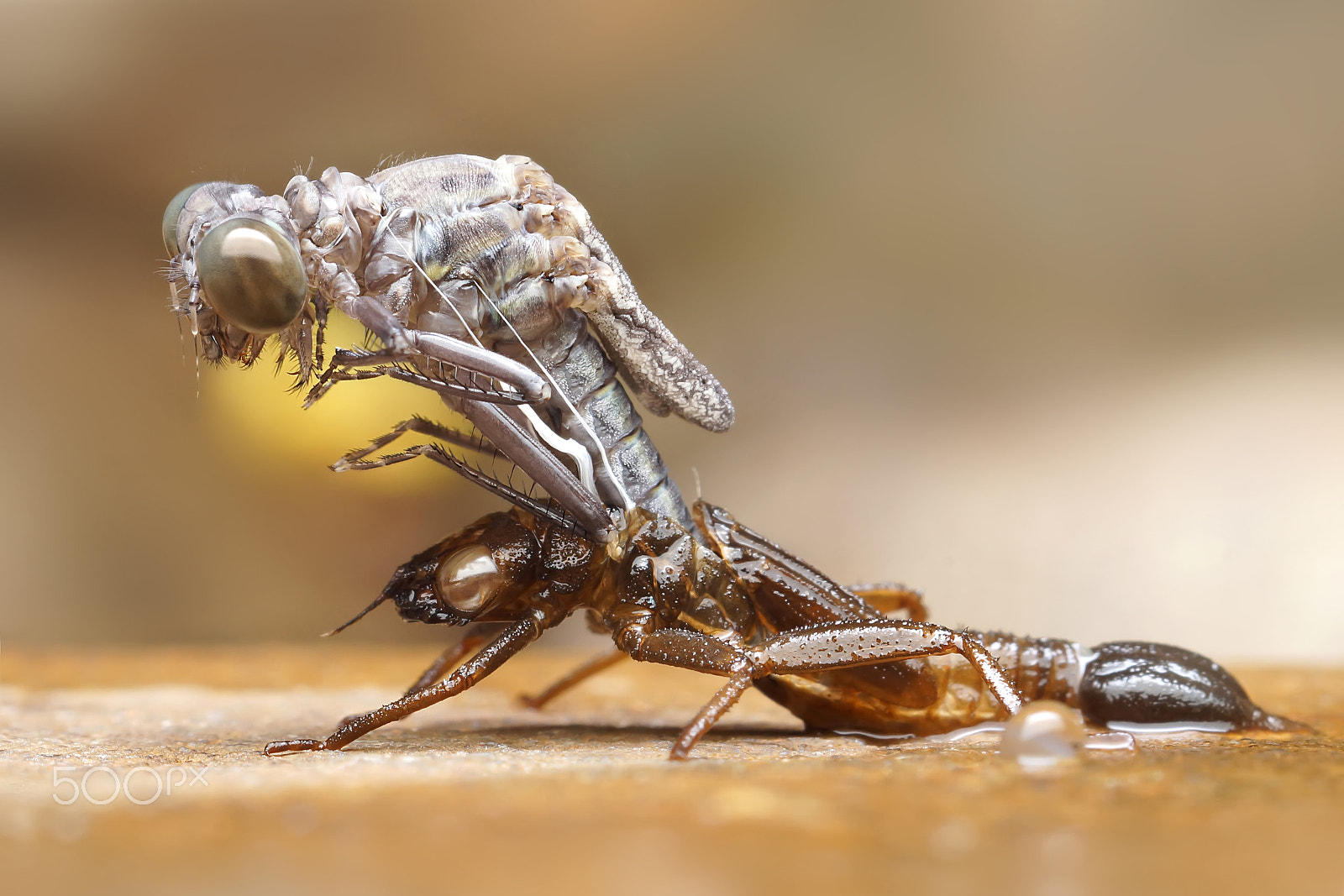 Sony SLT-A65 (SLT-A65V) + MACRO 50mm F2.8 sample photo. Dragonfly molt photography