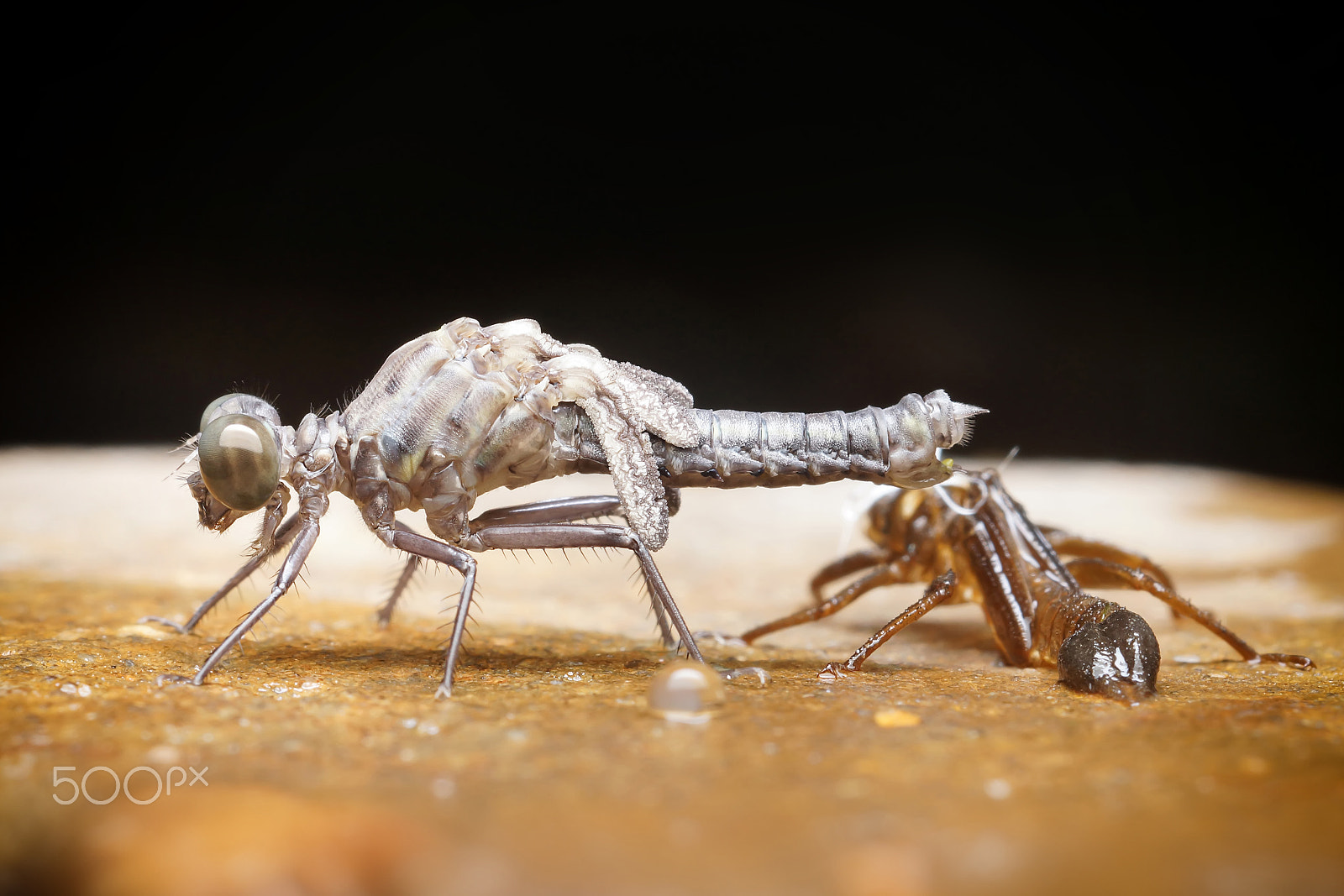 Sony SLT-A65 (SLT-A65V) + MACRO 50mm F2.8 sample photo. Dragonfly molt photography