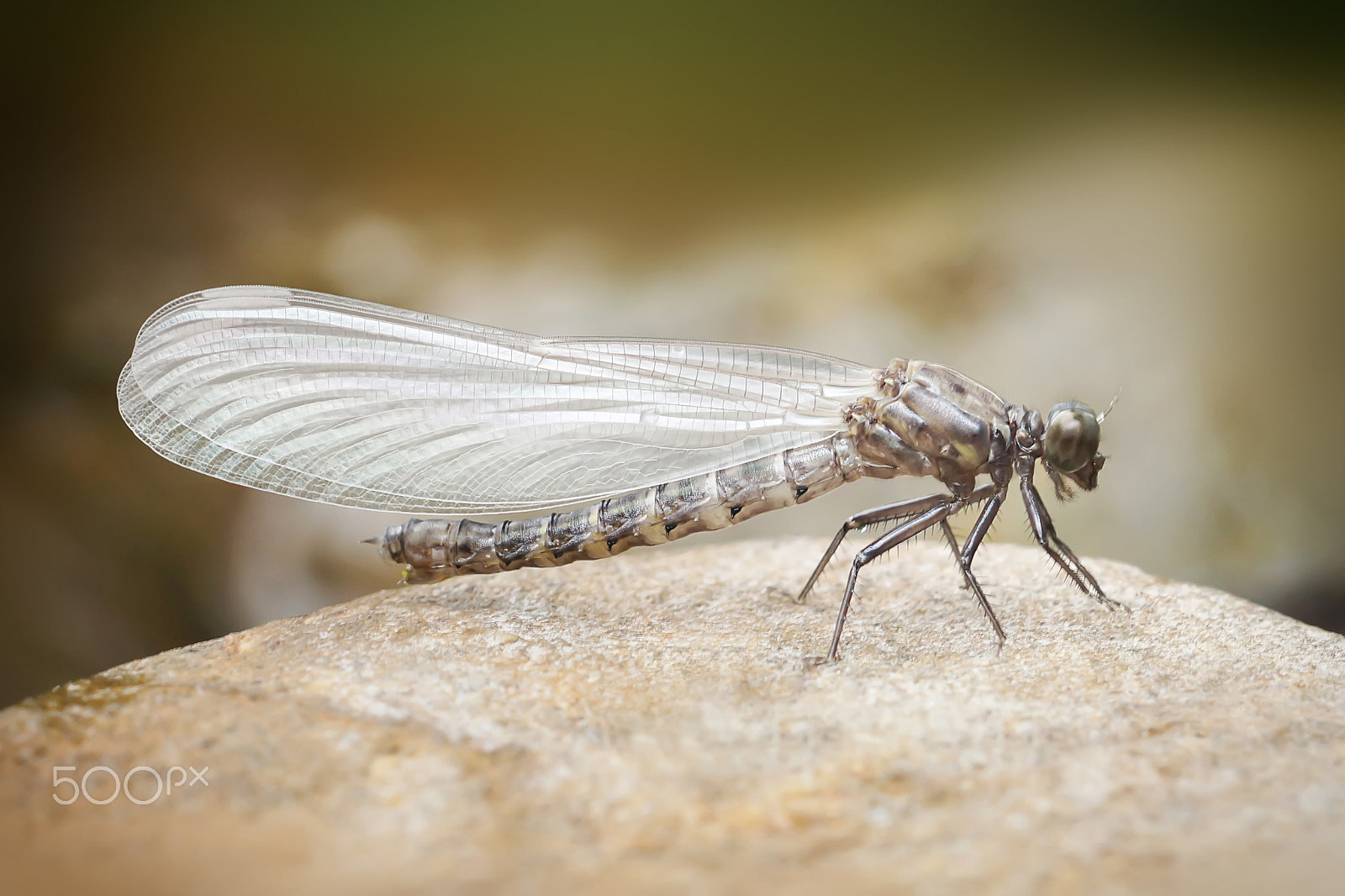 Sony SLT-A65 (SLT-A65V) + MACRO 50mm F2.8 sample photo. Dragonfly molt photography