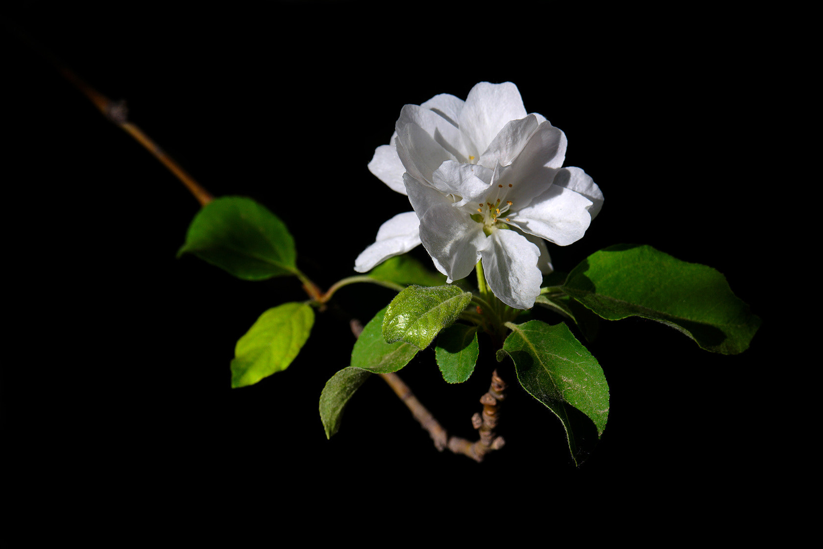 Sony 70-400mm F4-5.6 G SSM II sample photo. 【原摄】一枝独秀的白海棠 photography