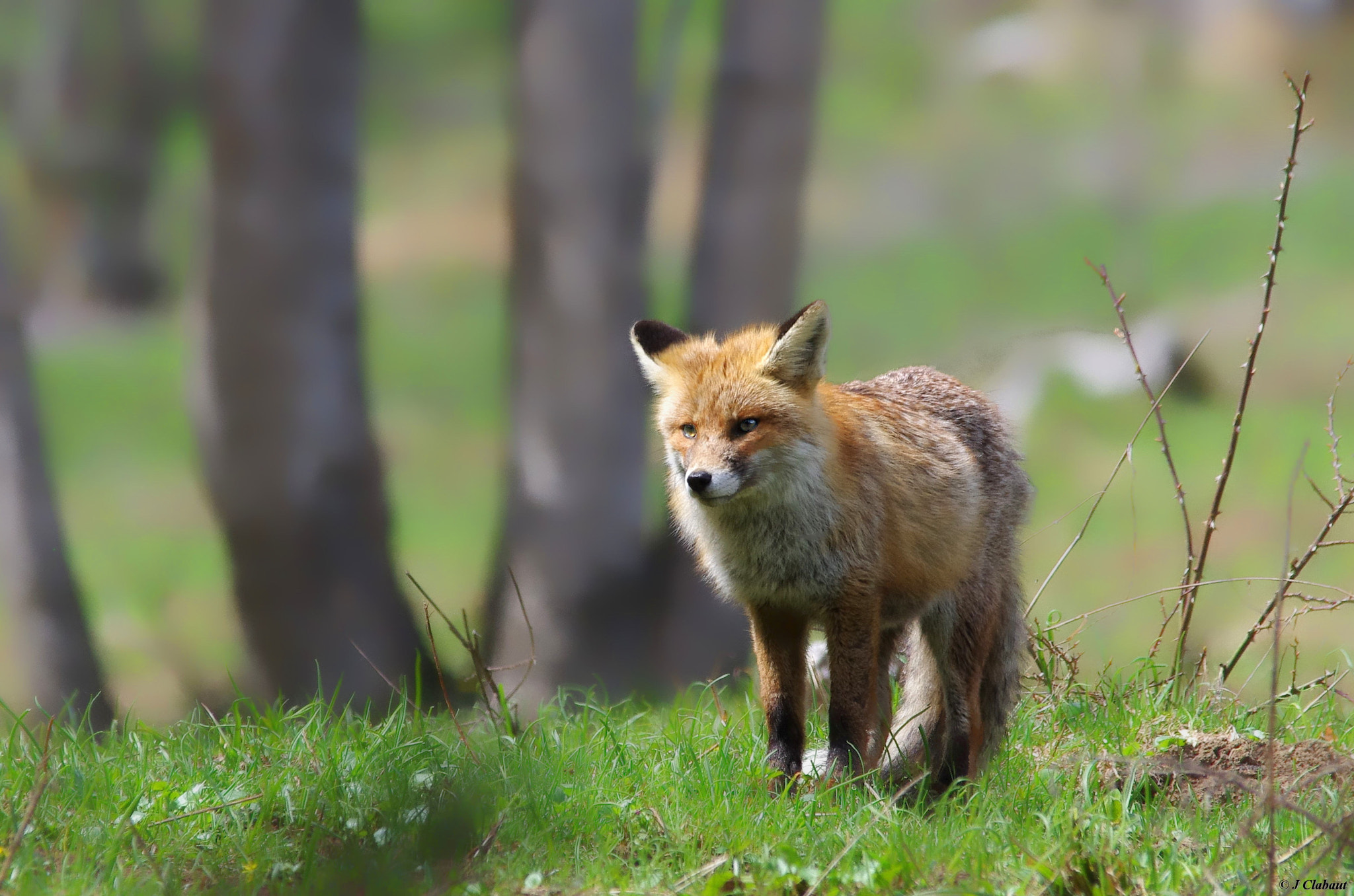 Pentax K-5 + Sigma 150-500mm F5-6.3 DG OS HSM sample photo. Renard photography