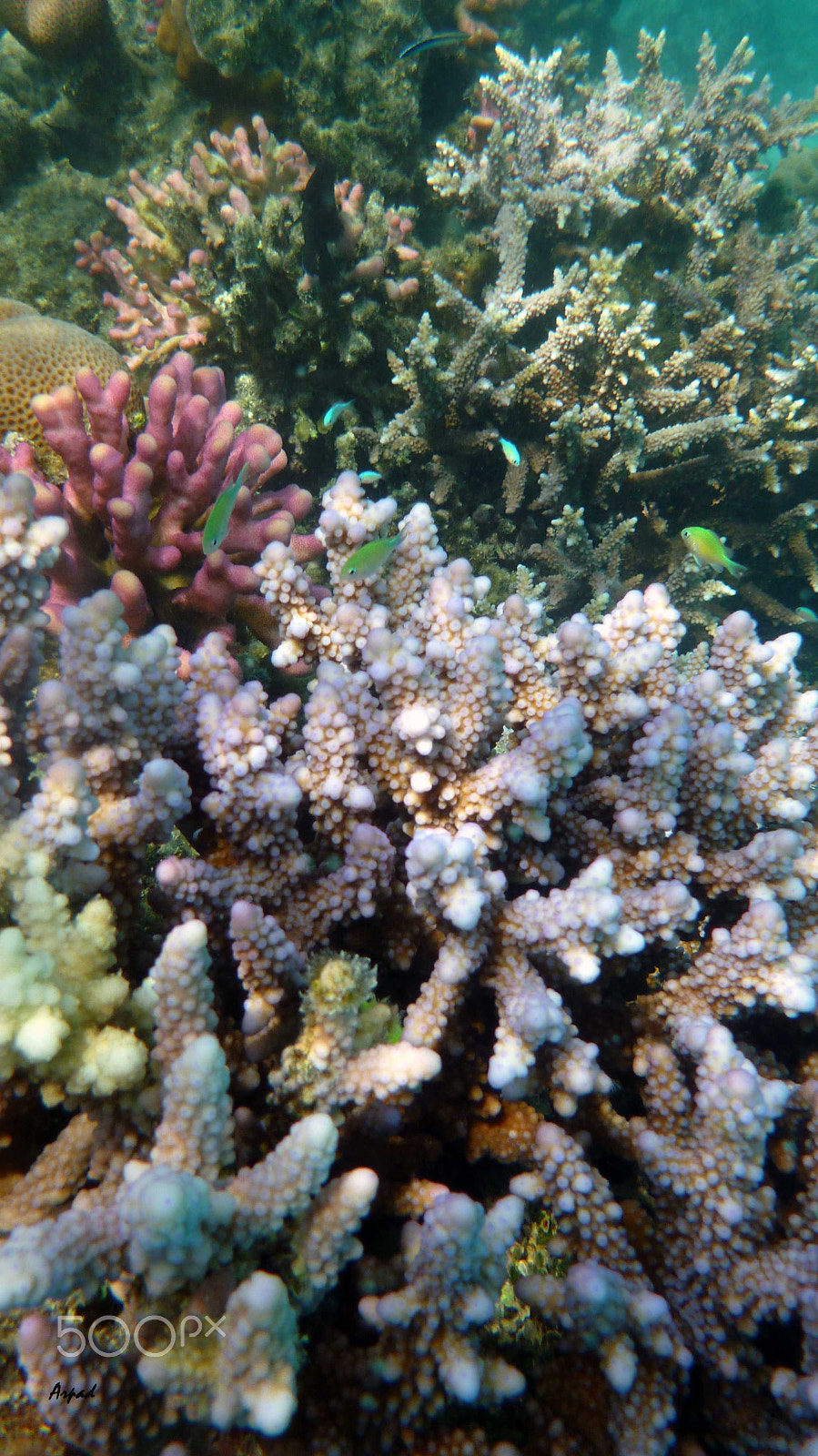 Panasonic DMC-FT3 sample photo. Coral garden photography