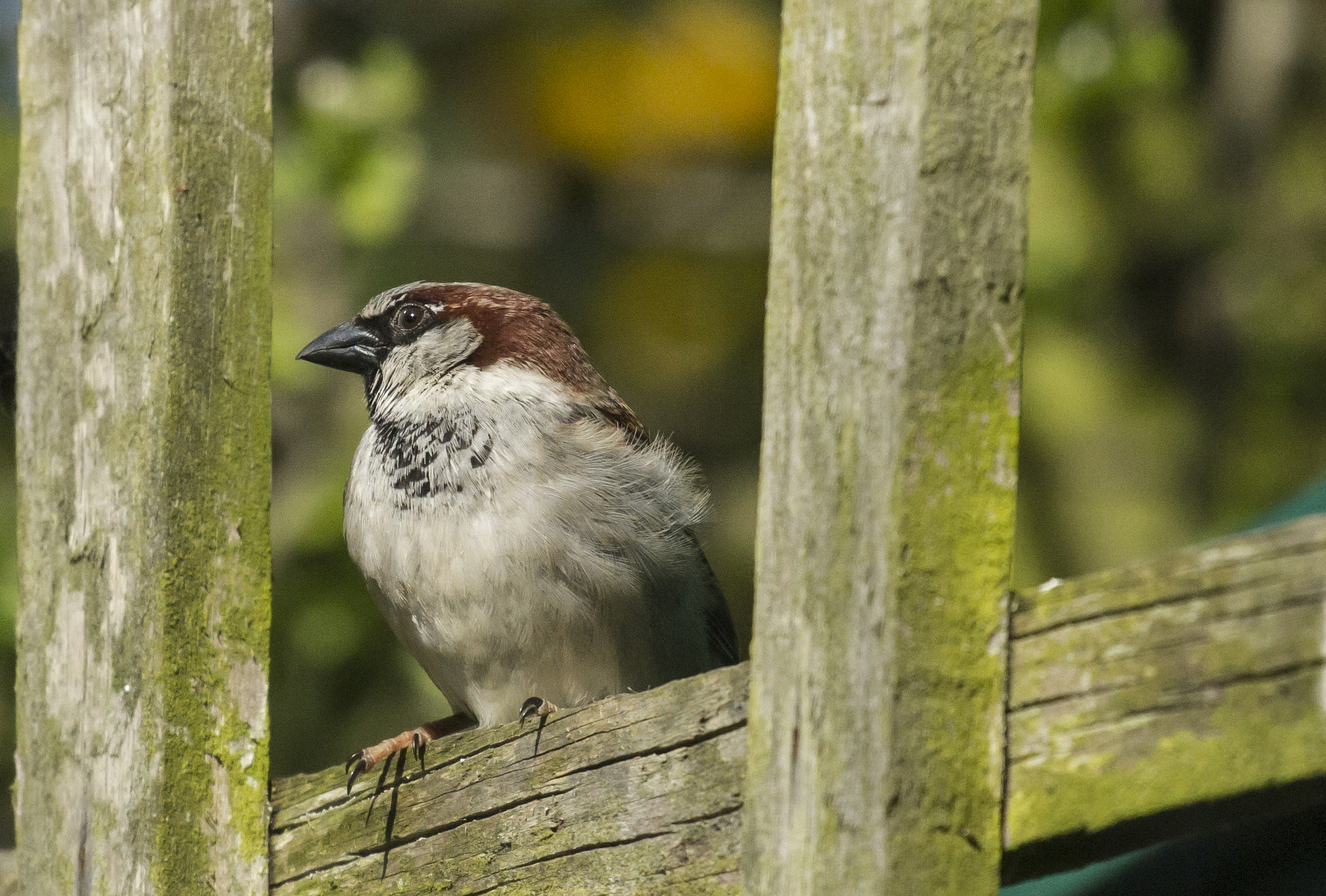 Canon EOS 7D + Canon EF 100-400mm F4.5-5.6L IS II USM sample photo. Male sparrow photography